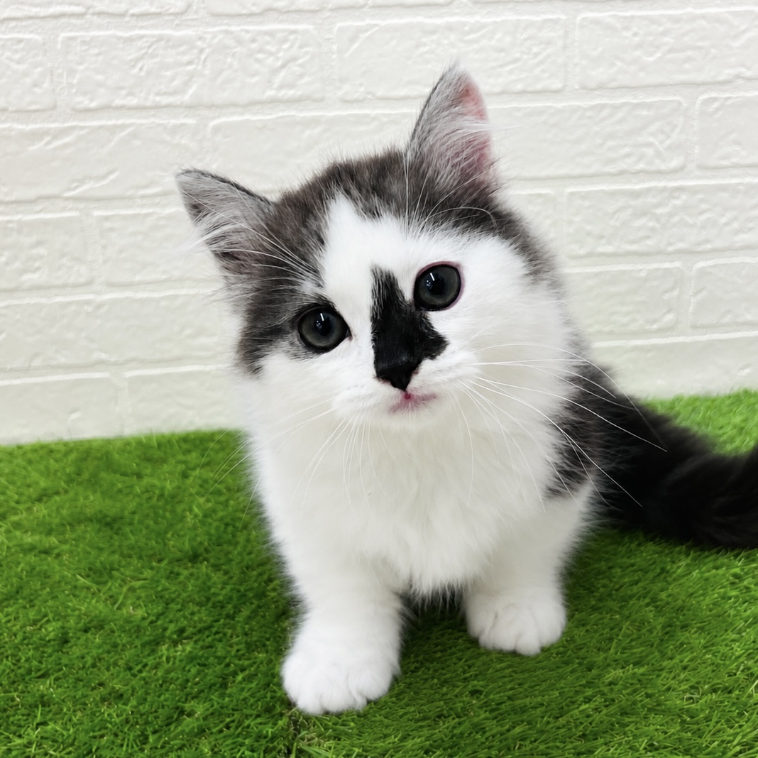 埼玉県のマンチカン (ワンニャンハウス春日部店/2026年4月20日生まれ/男の子/ブルーホワイト)の子猫