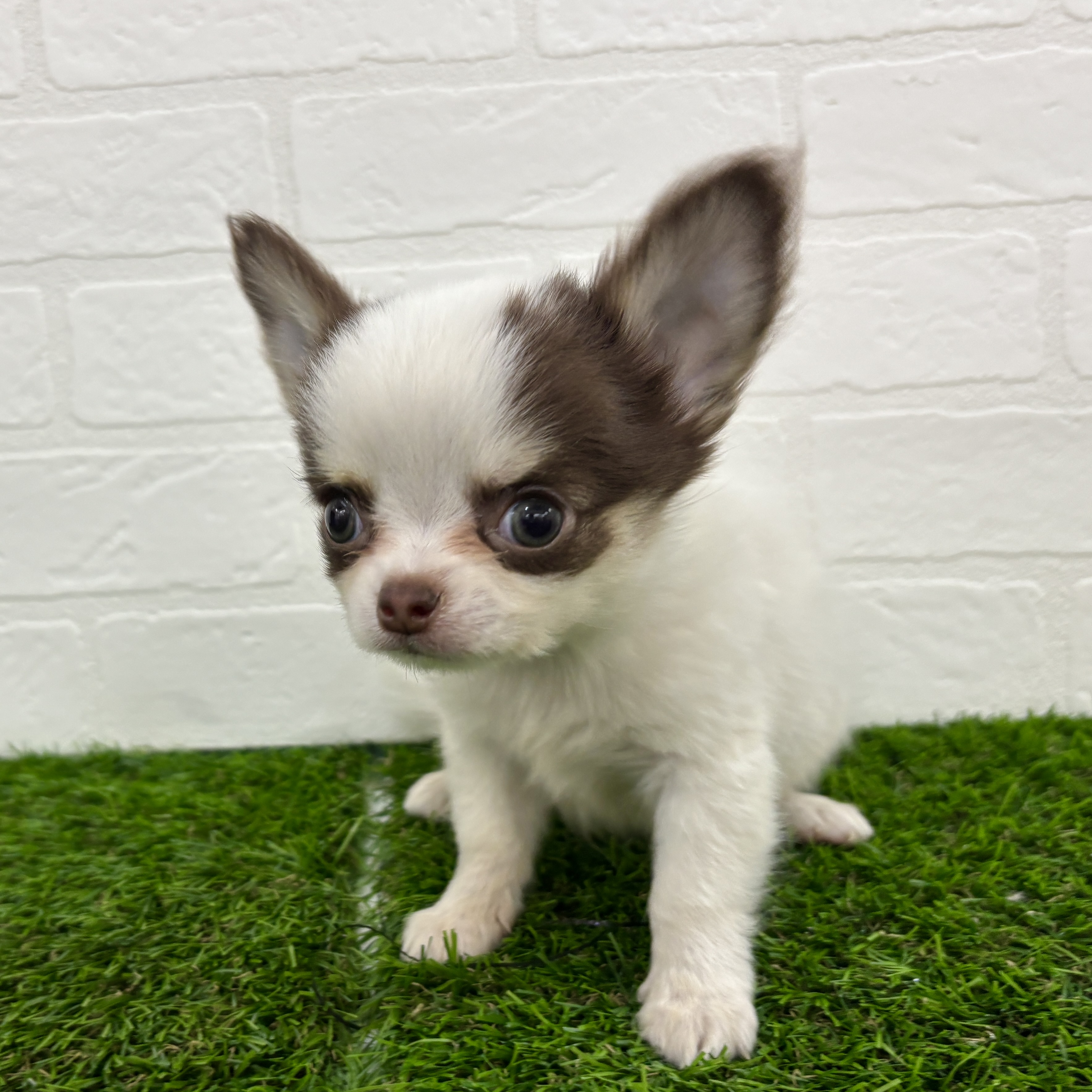 埼玉県のチワワ(ロング) (ワンニャンハウス春日部店/2025年9月22日生まれ/男の子/ホワイト& チョコレート)の子犬の2枚目の画像