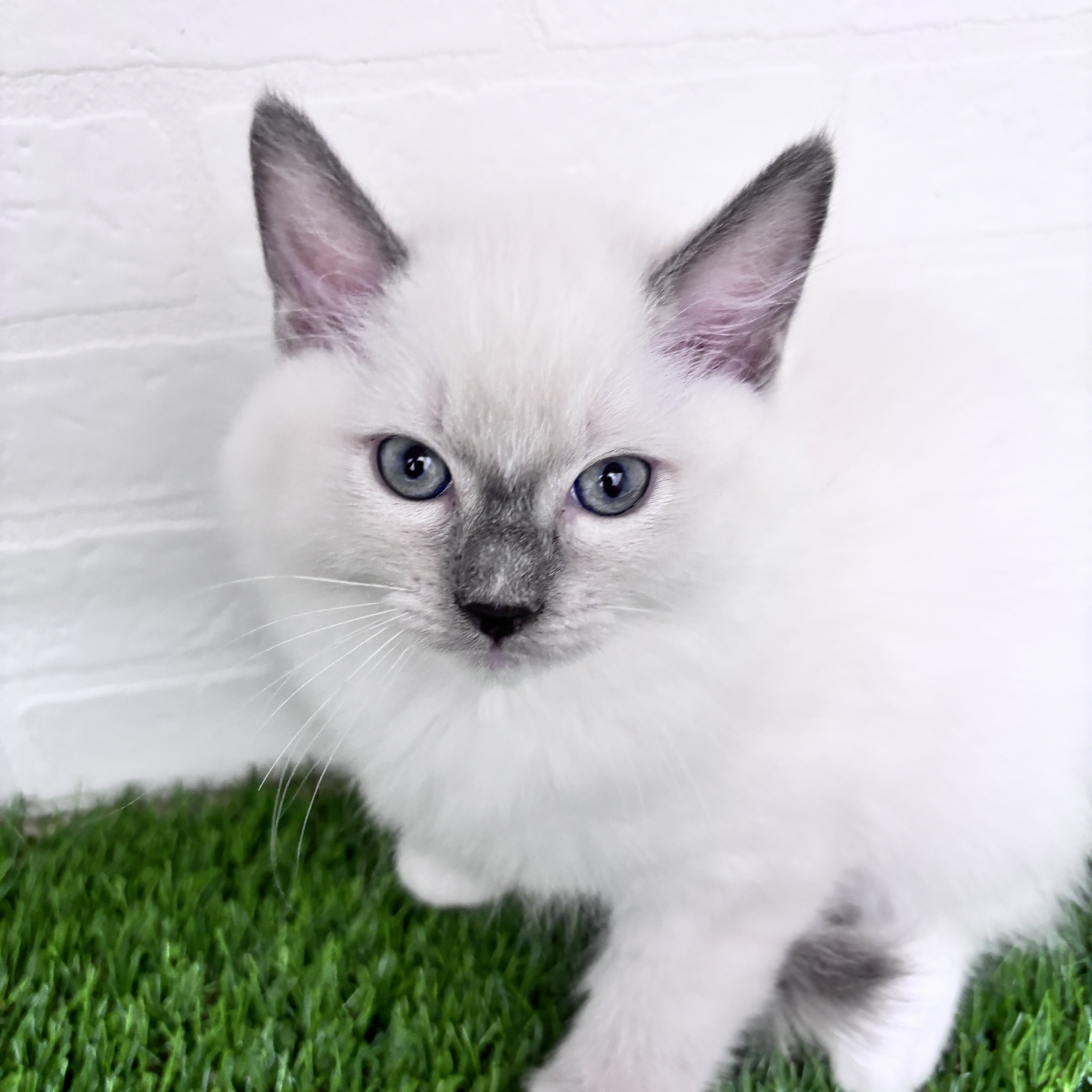 埼玉県のラグドール (ワンニャンハウス春日部店/2025年10月10日生まれ/男の子/ブルーポイントミテッド)の子猫の1枚目の画像