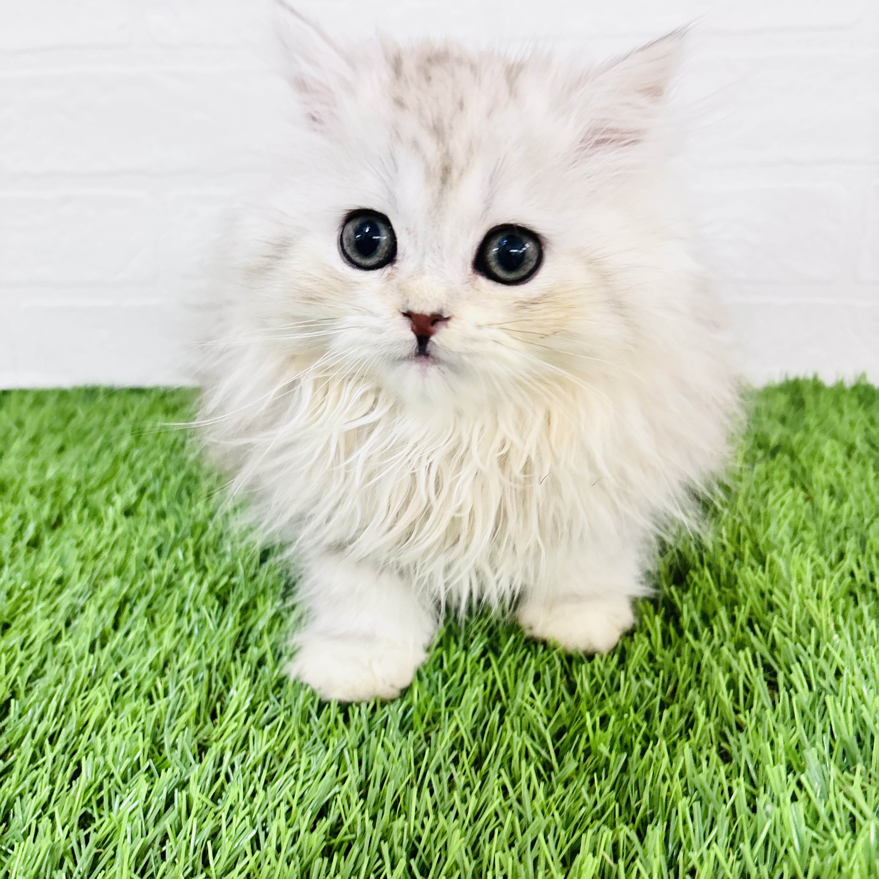 埼玉県のペルシャ (ワンニャンハウス春日部店/2025年11月1日生まれ/男の子/チンチラシルバー)の子猫の3枚目の画像