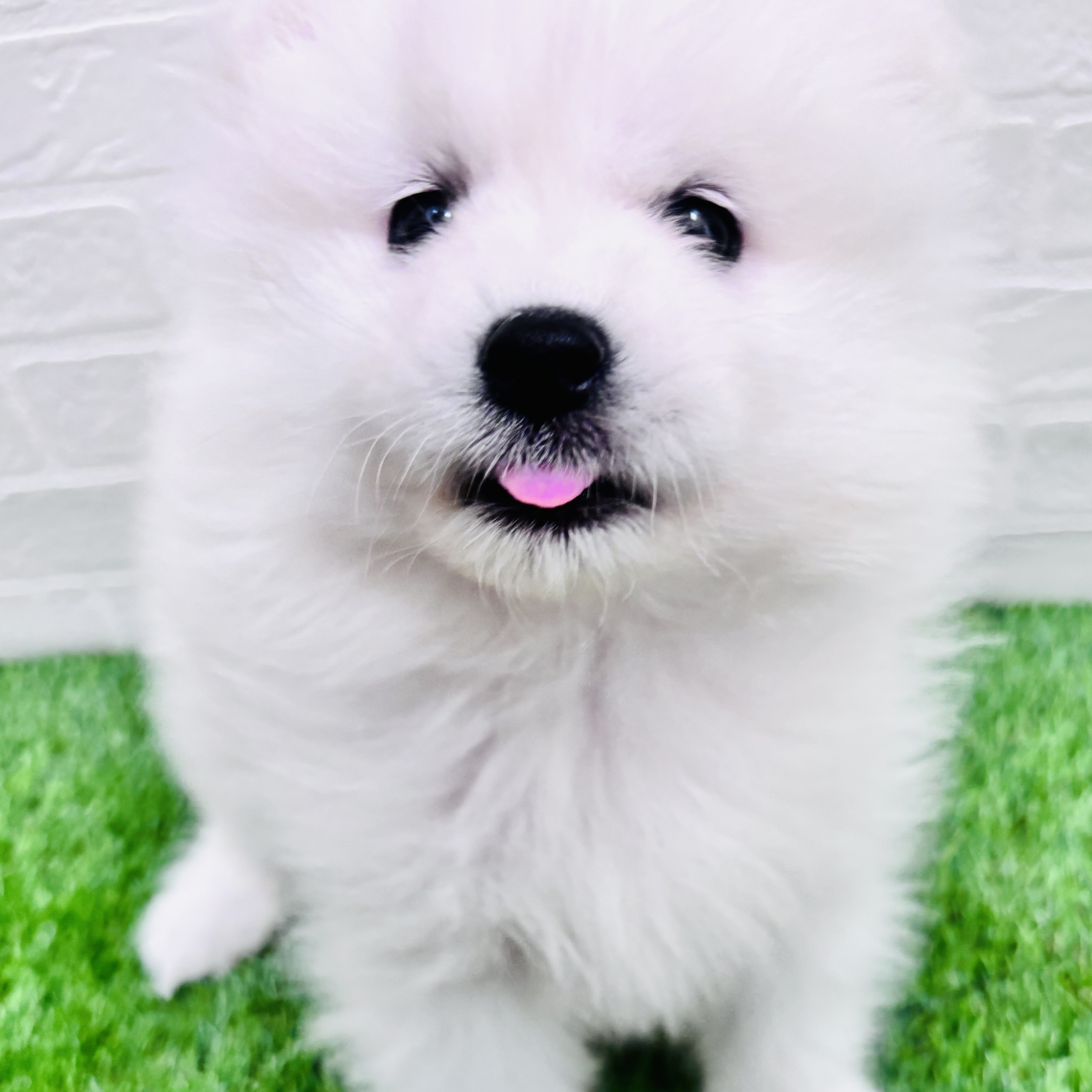 埼玉県のサモエド (ワンニャンハウス春日部店/2025年12月12日生まれ/女の子/ホワイト)の子犬の1枚目の画像