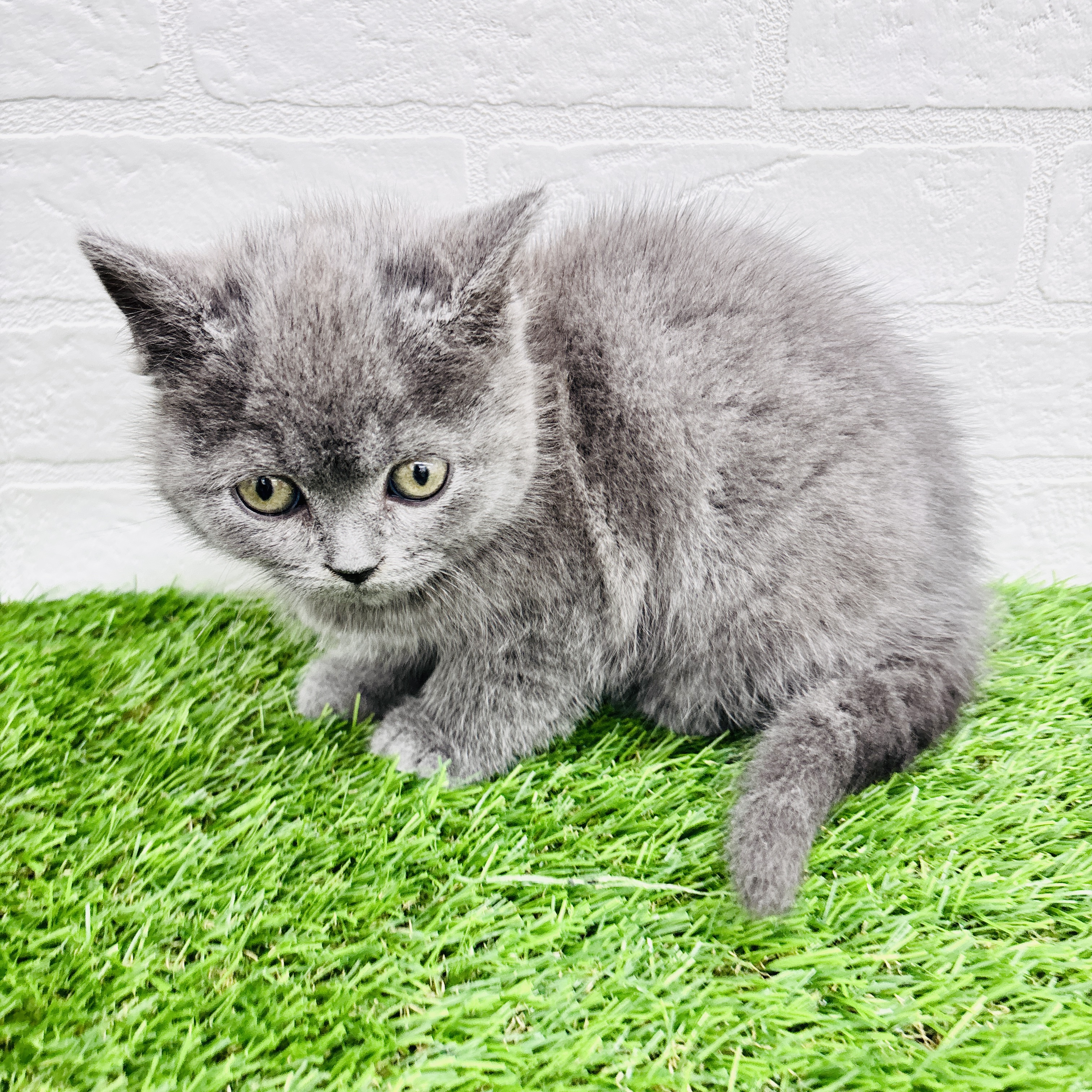 埼玉県のブリティッシュショートヘアー (ワンニャンハウス春日部店/2025年9月1日生まれ/女の子/ブルー)の子猫の1枚目の画像
