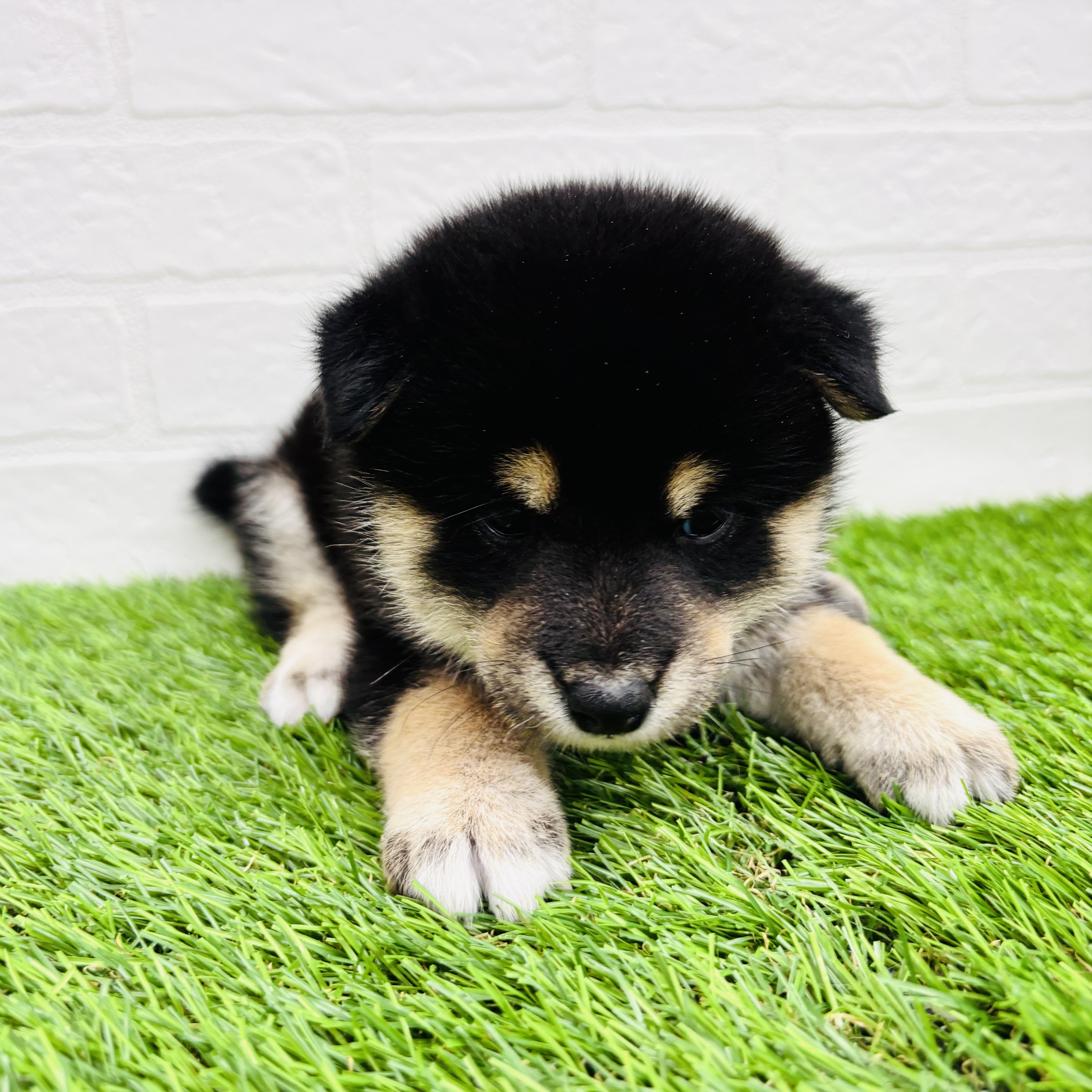 埼玉県の柴犬(標準サイズ) (ワンニャンハウス春日部店/2025年8月11日生まれ/女の子/黒)の子犬の1枚目の画像