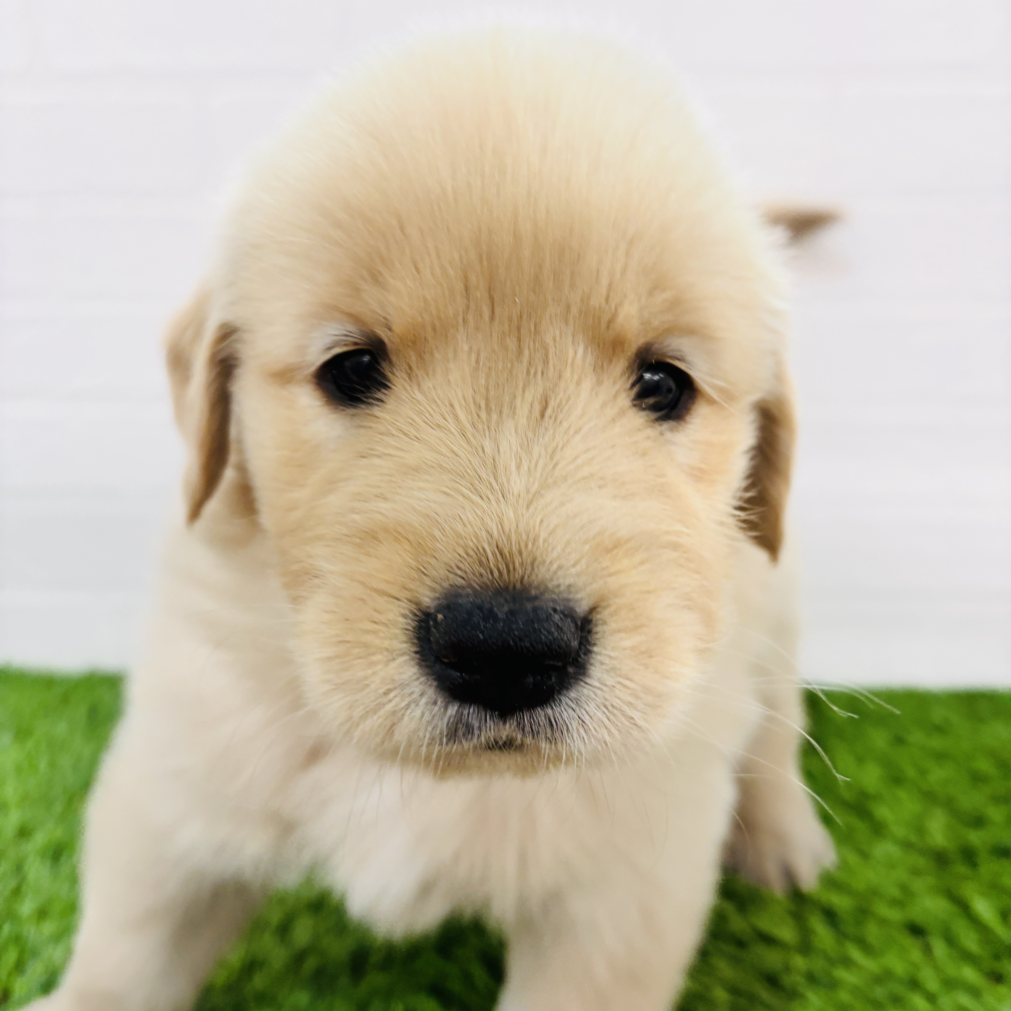 埼玉県のゴールデンレトリバー (ワンニャンハウス春日部店/2025年9月15日生まれ/女の子/ゴールデン)の子犬の3枚目の画像