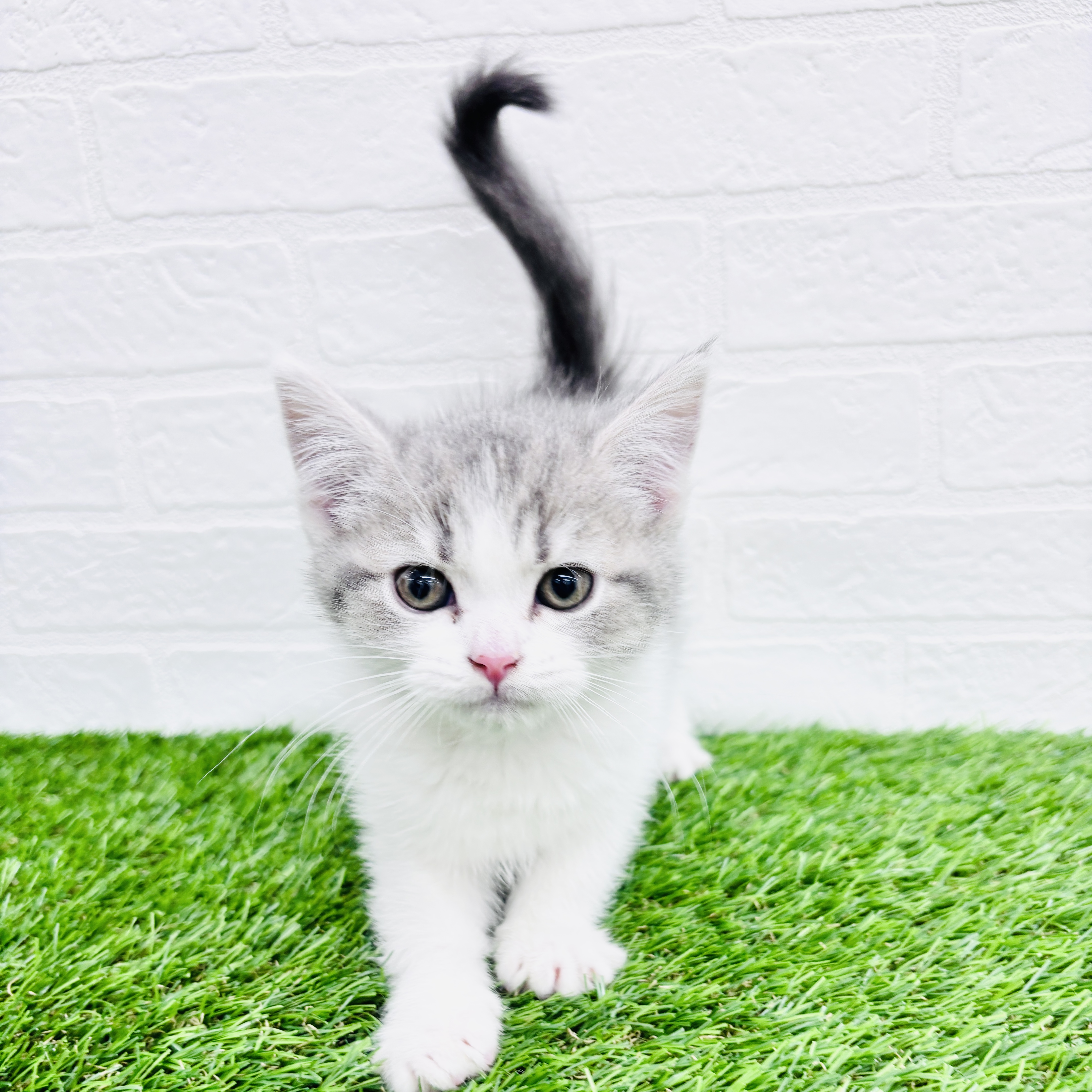 埼玉県のマンチカン (ワンニャンハウス春日部店/2025年8月24日生まれ/女の子/ブルータビーホワイト)の子猫の1枚目の画像