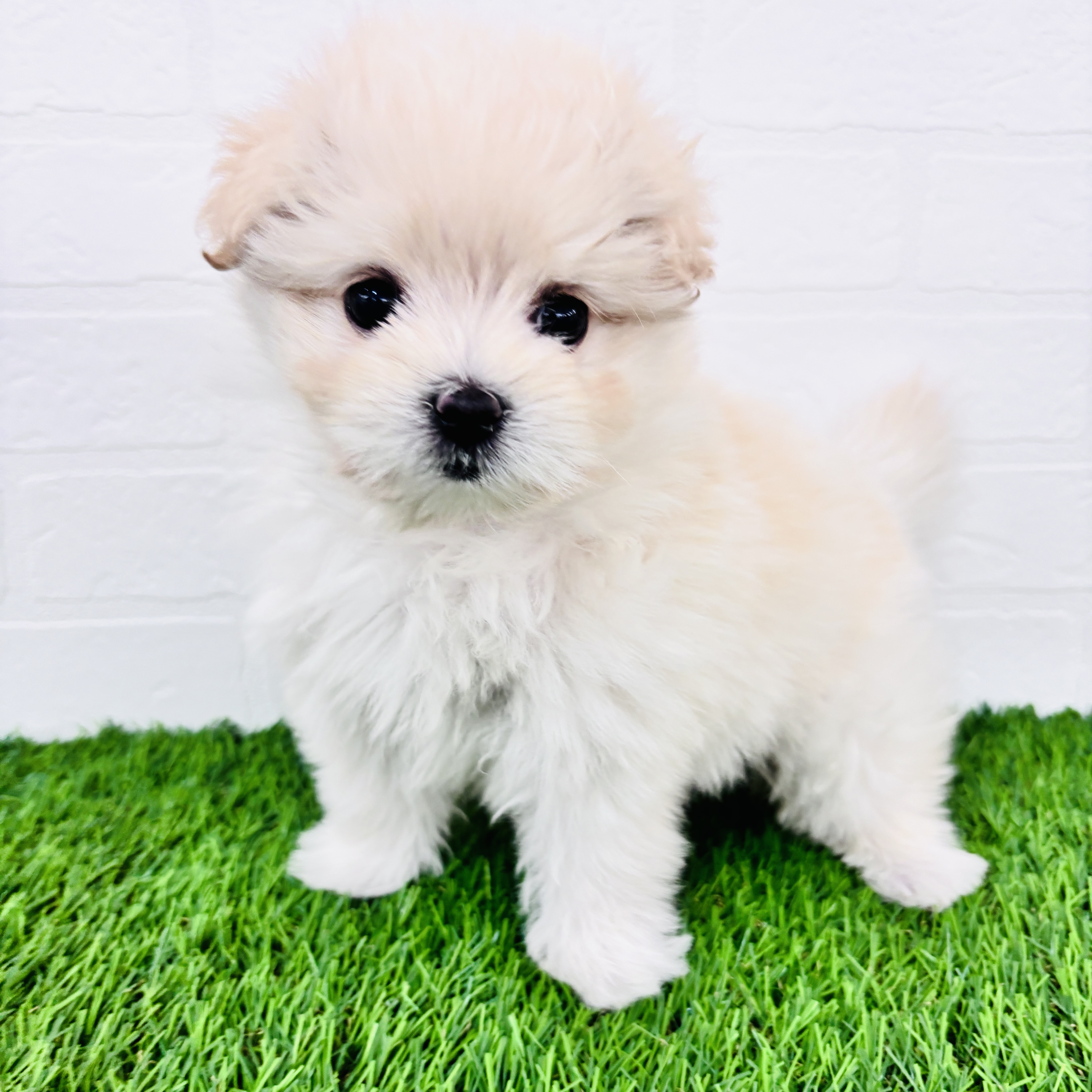 埼玉県のポメマル/マルポメ(ポメラニアン×マルチーズ) (ワンニャンハウス春日部店/2025年10月7日生まれ/女の子/クリーム)の子犬の2枚目の画像