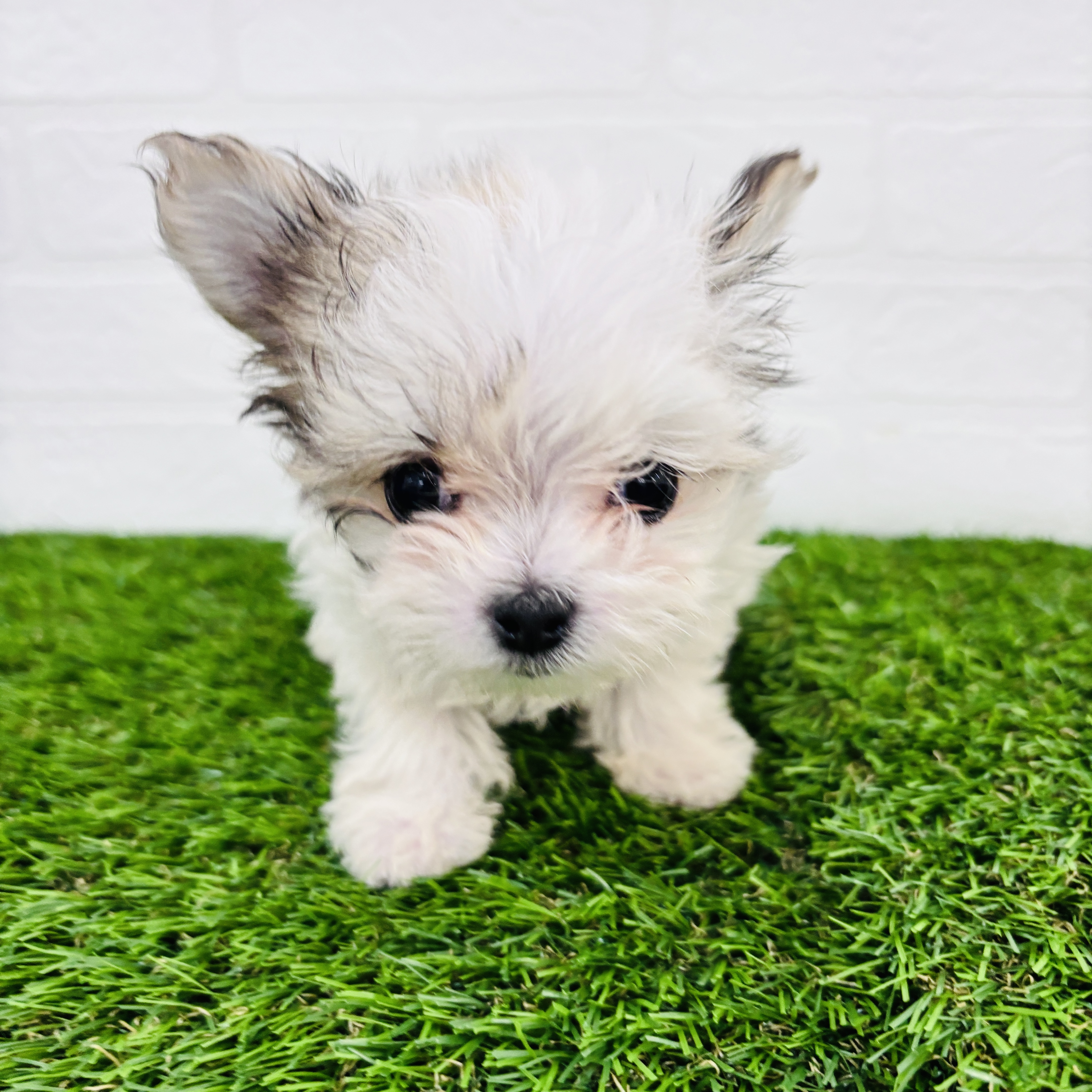 埼玉県のチワマル/マルチワ(チワワ×マルチーズ) (ワンニャンハウス春日部店/2025年9月30日生まれ/女の子/ホワイトクリーム)の子犬の1枚目の画像