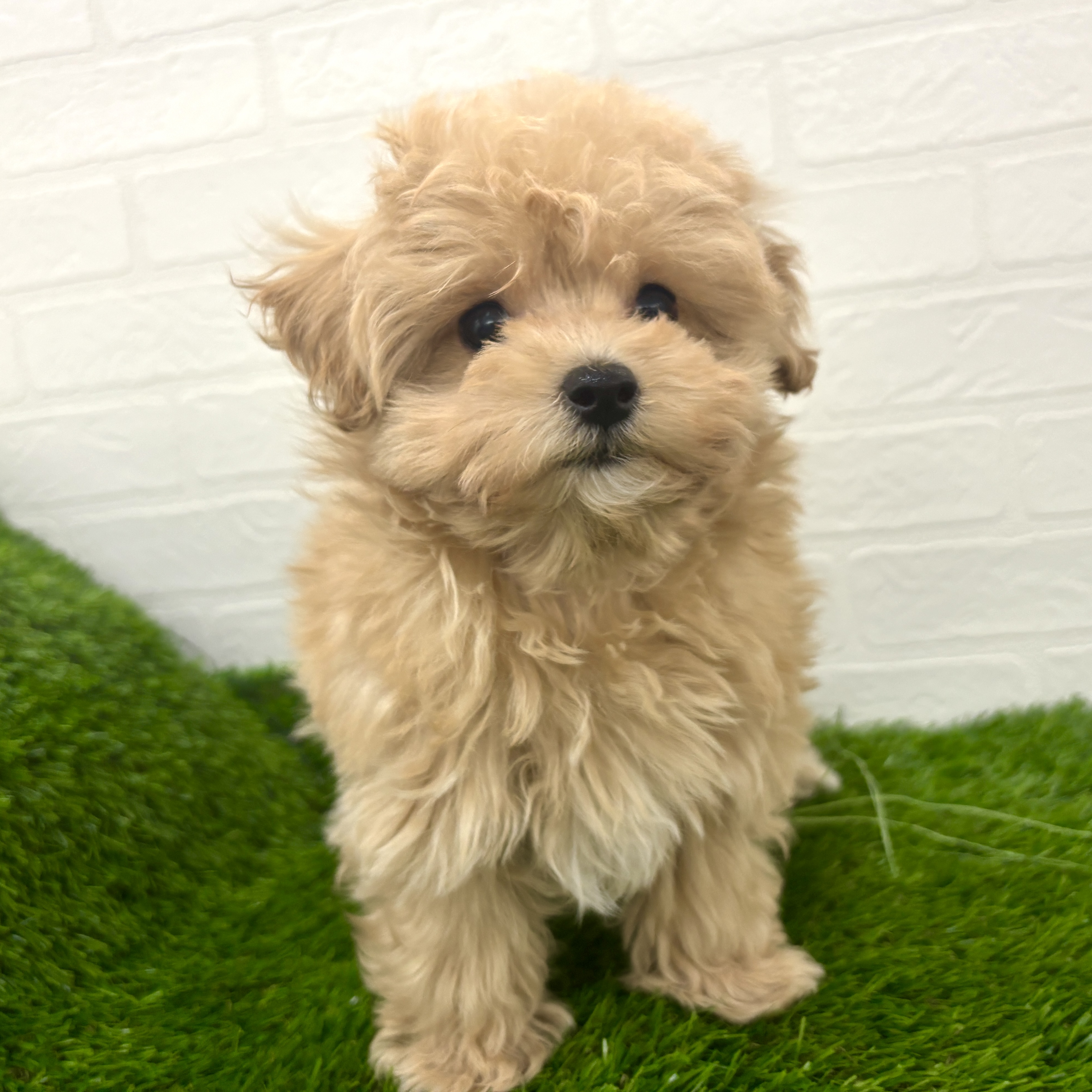 埼玉県のマルプー(マルチーズ×プードル) (ワンニャンハウス春日部店/2025年12月13日生まれ/女の子/クリーム)の子犬の3枚目の画像