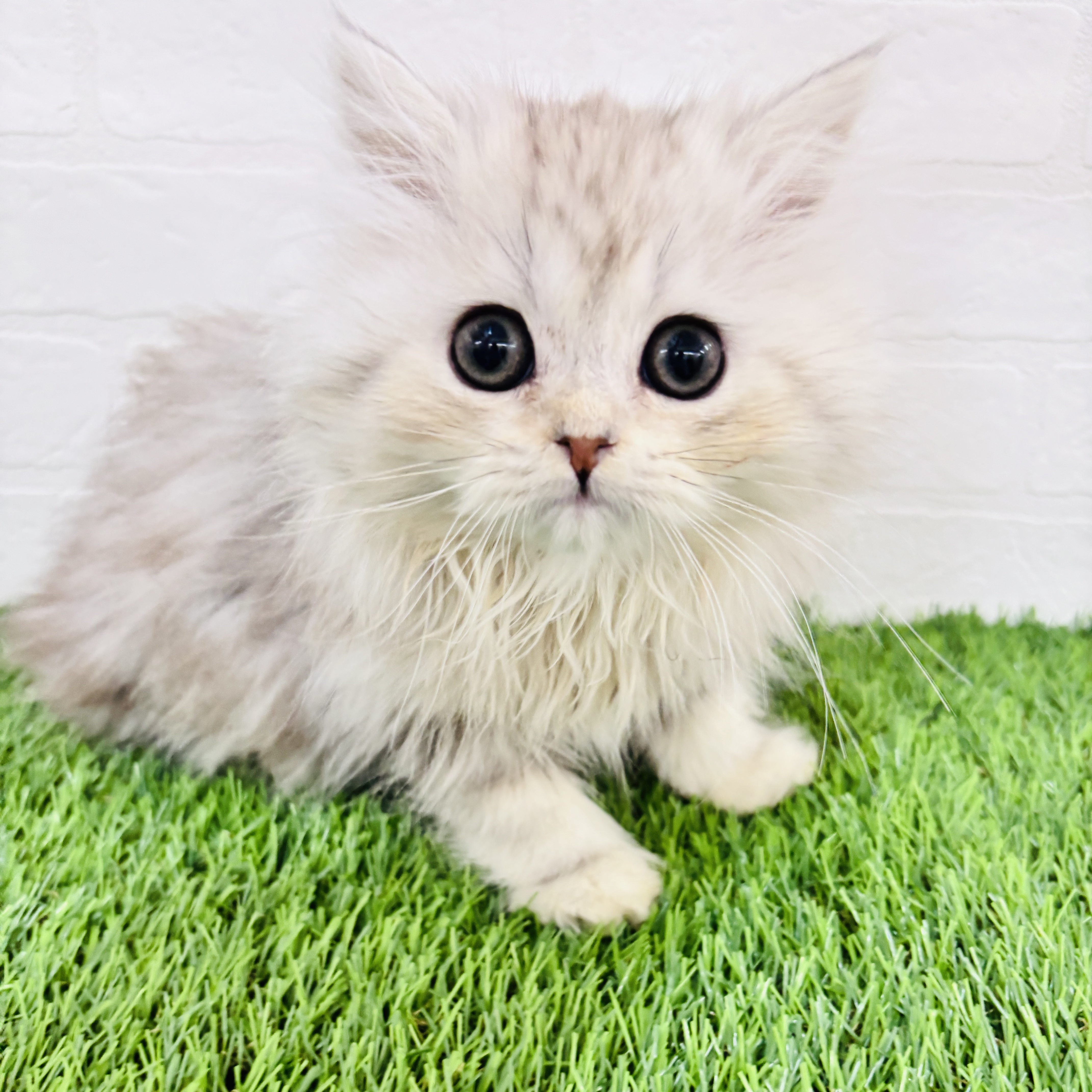 埼玉県のペルシャ (ワンニャンハウス春日部店/2025年11月1日生まれ/男の子/チンチラシルバー)の子猫の2枚目の画像