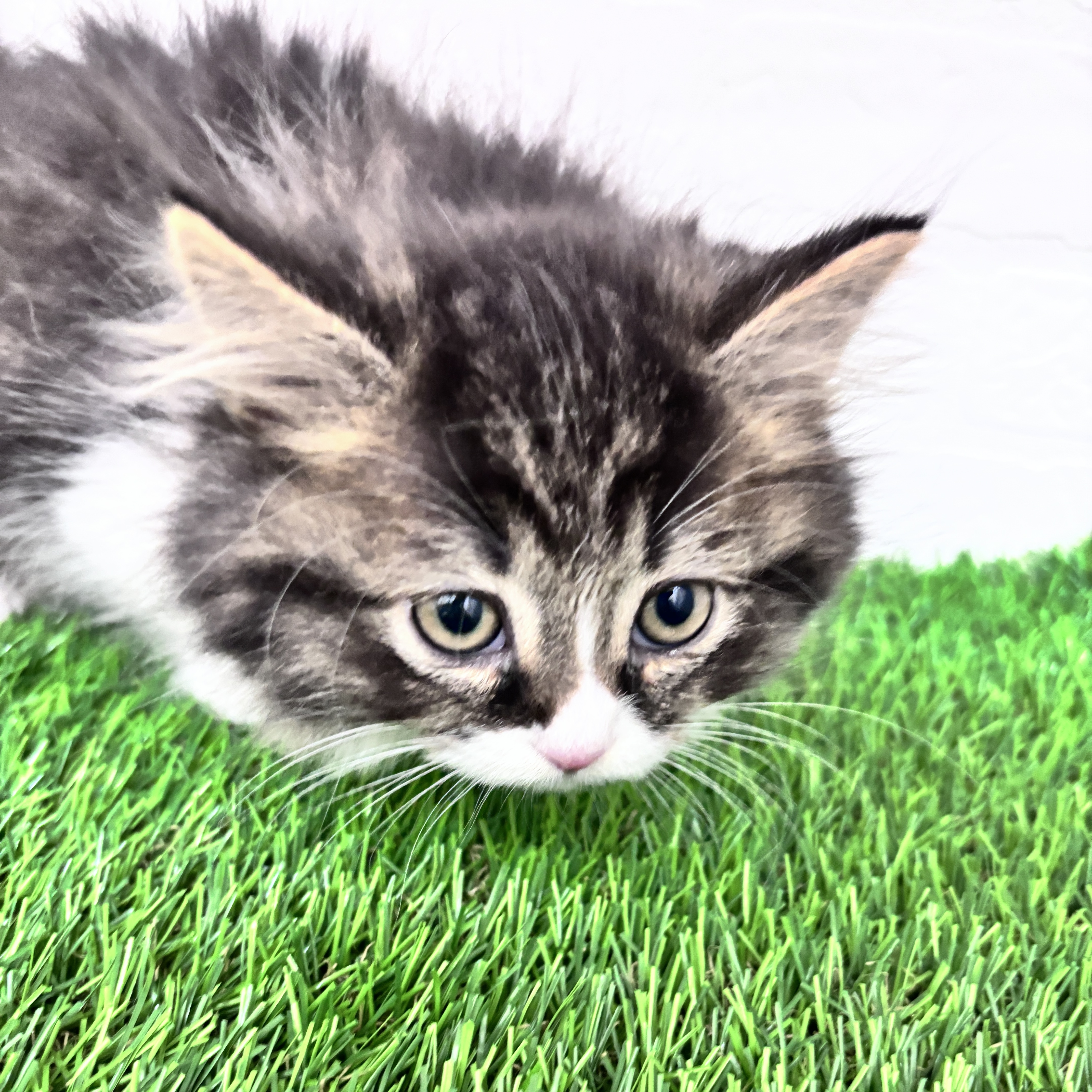 埼玉県のミヌエット (ワンニャンハウス春日部店/2025年10月10日生まれ/男の子/ブラックタビーホワイト)の子猫の2枚目の画像