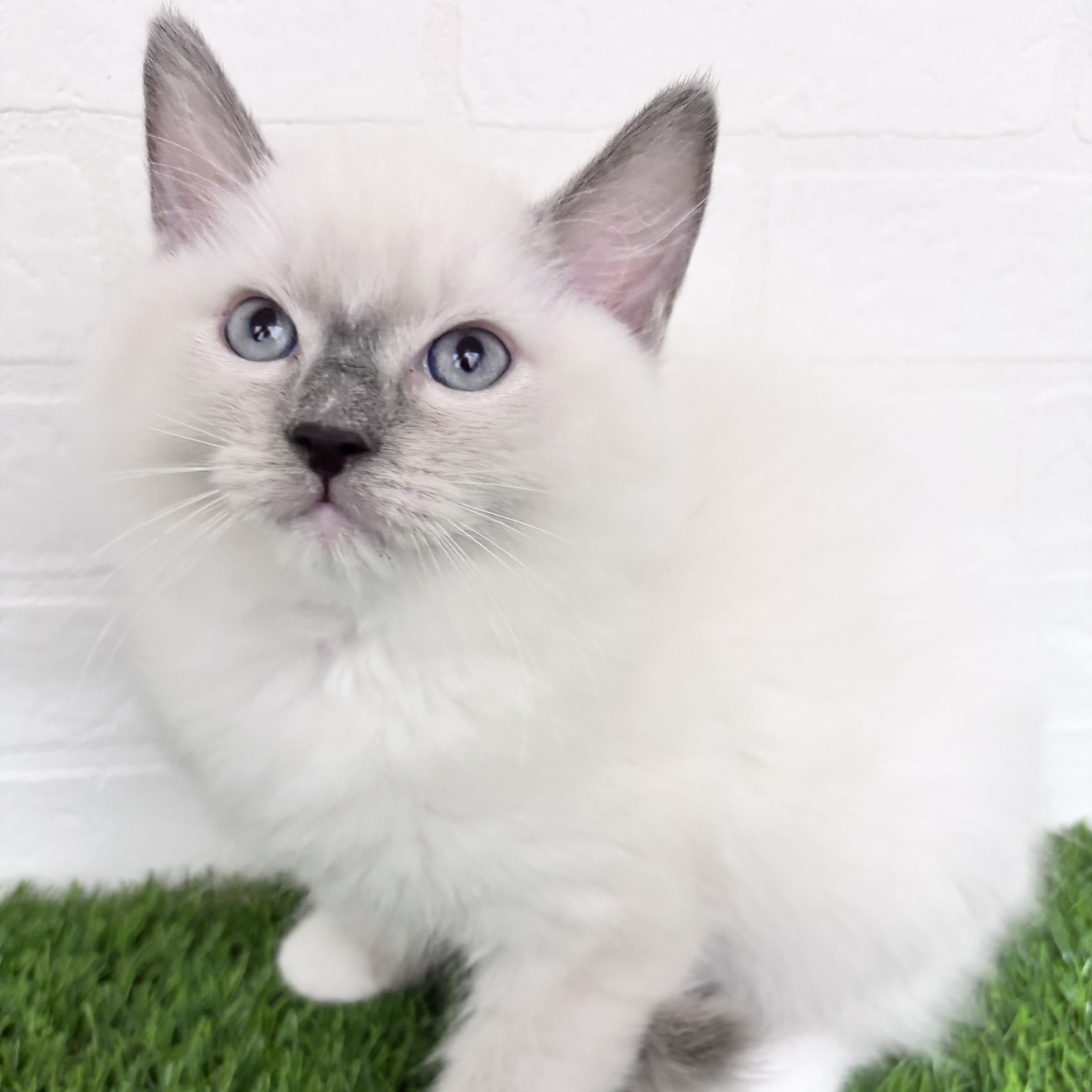 埼玉県のラグドール (ワンニャンハウス春日部店/2025年10月10日生まれ/男の子/ブルーポイントミテッド)の子猫の3枚目の画像