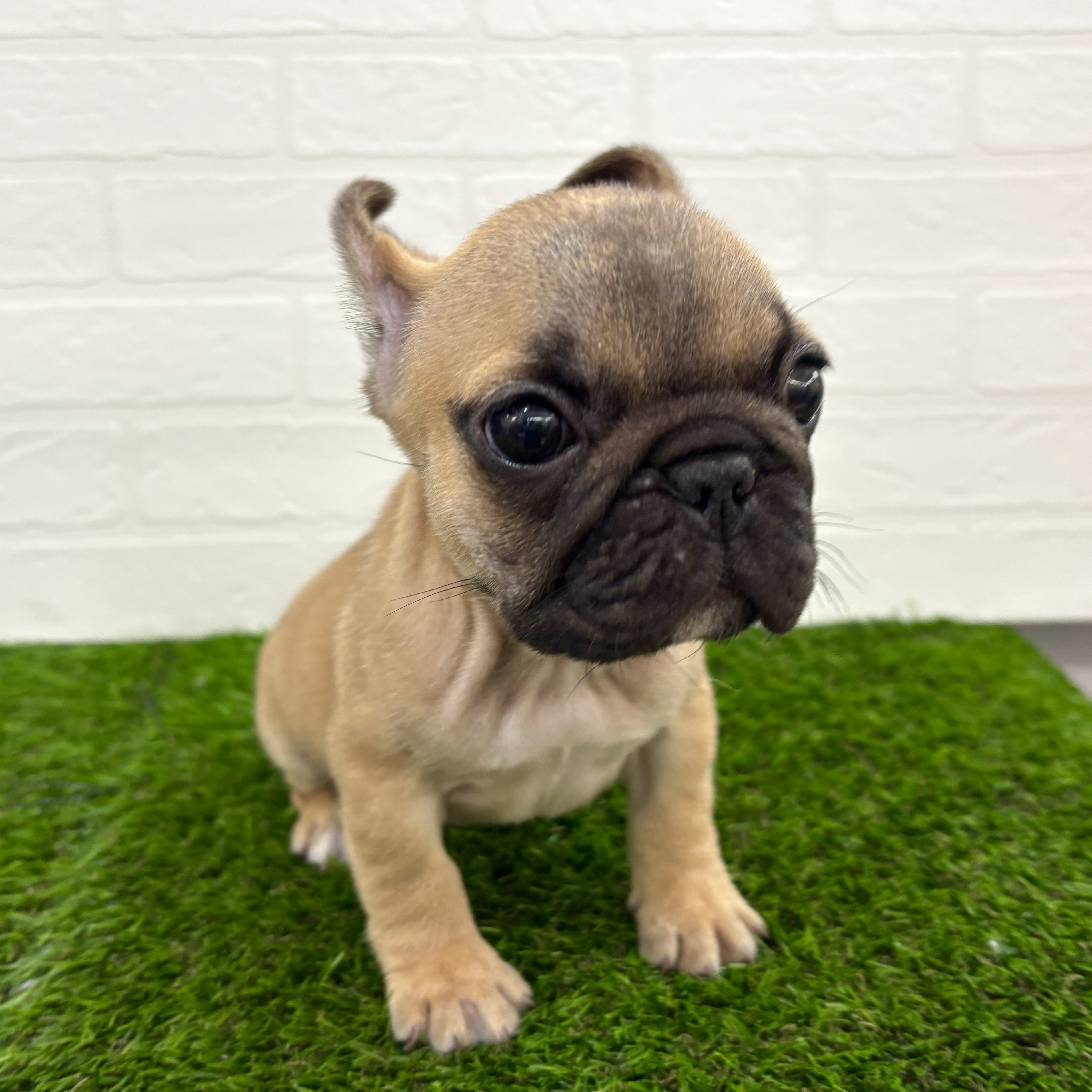 埼玉県のフレンチブルドッグ (ワンニャンハウス春日部店/2025年9月22日生まれ/女の子/フォーン)の子犬の3枚目の画像