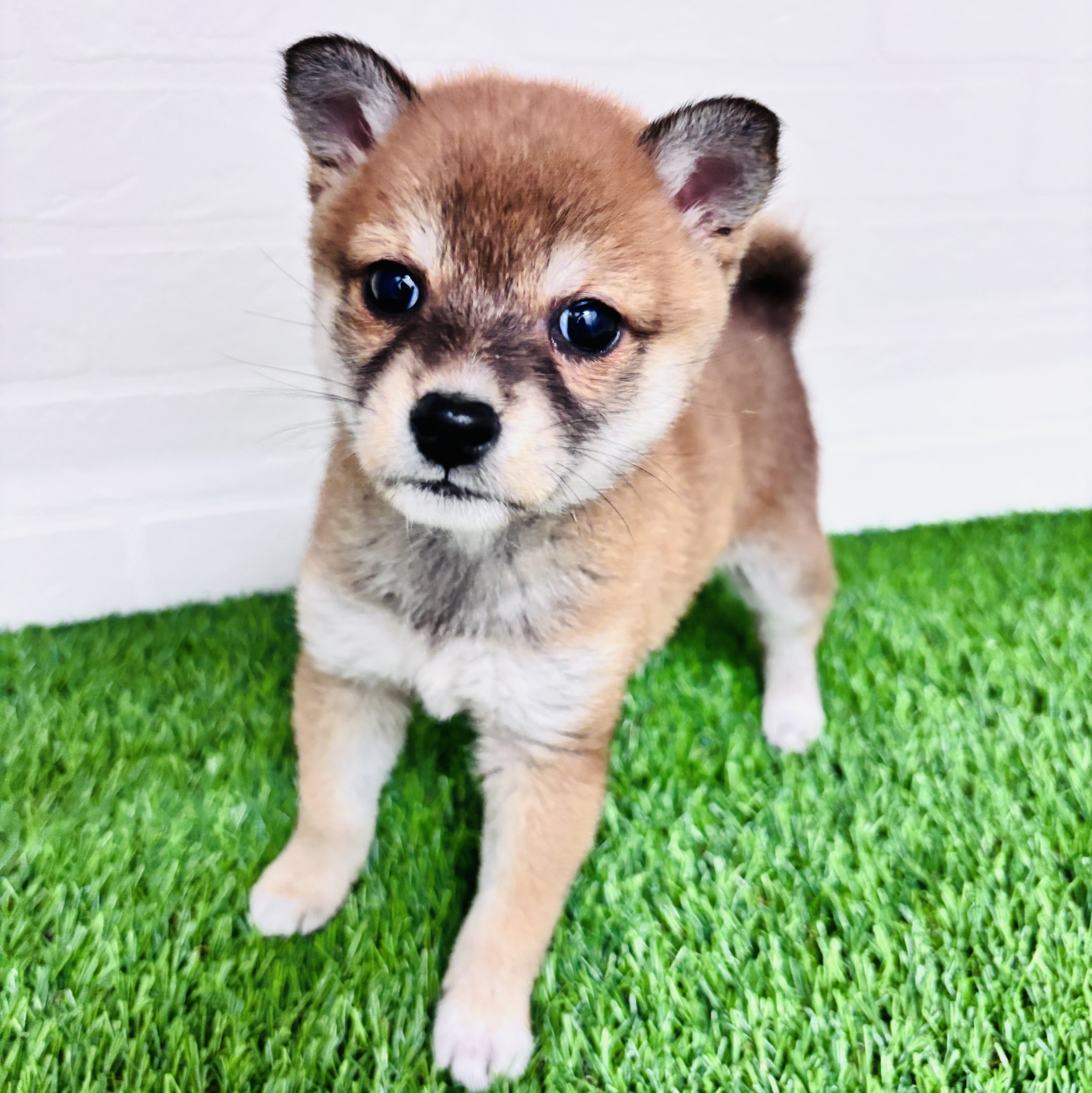 埼玉県の柴犬(標準サイズ) (ワンニャンハウス春日部店/2025年10月10日生まれ/女の子/赤)の子犬