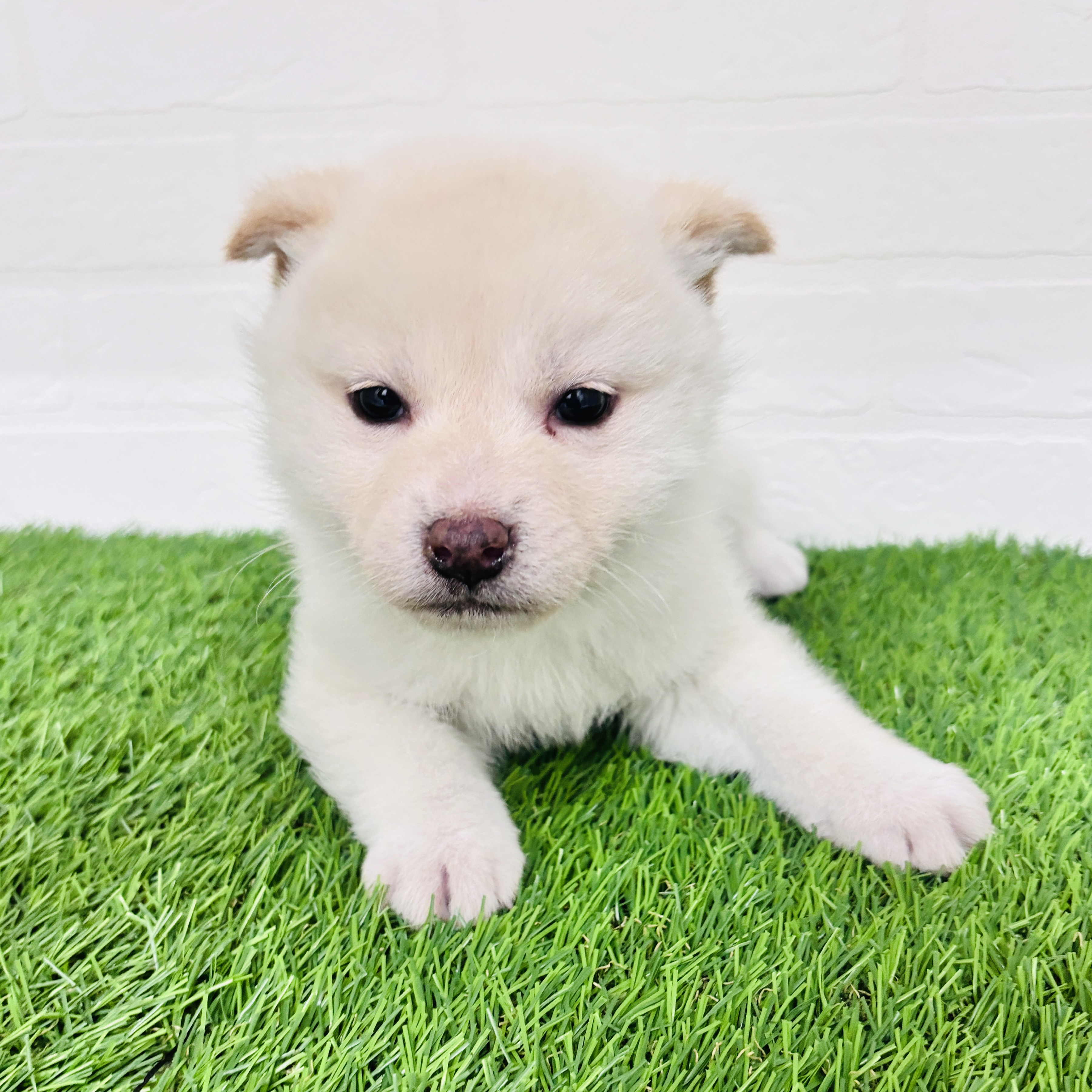 埼玉県の柴犬(標準サイズ) (ワンニャンハウス春日部店/2025年12月6日生まれ/男の子/白)の子犬の2枚目の画像