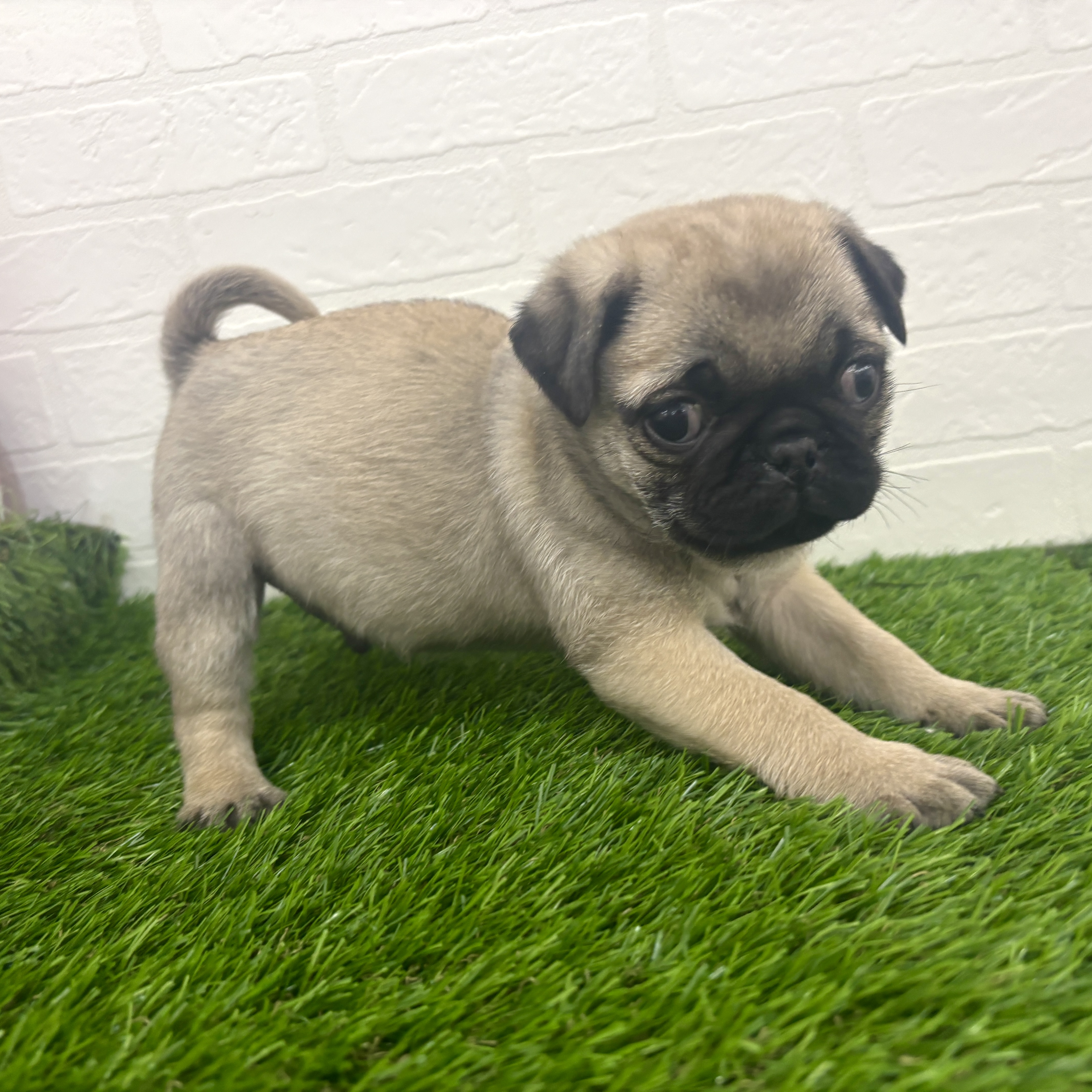 埼玉県のパグ (ワンニャンハウス春日部店/2025年12月23日生まれ/男の子/フォーン)の子犬の3枚目の画像