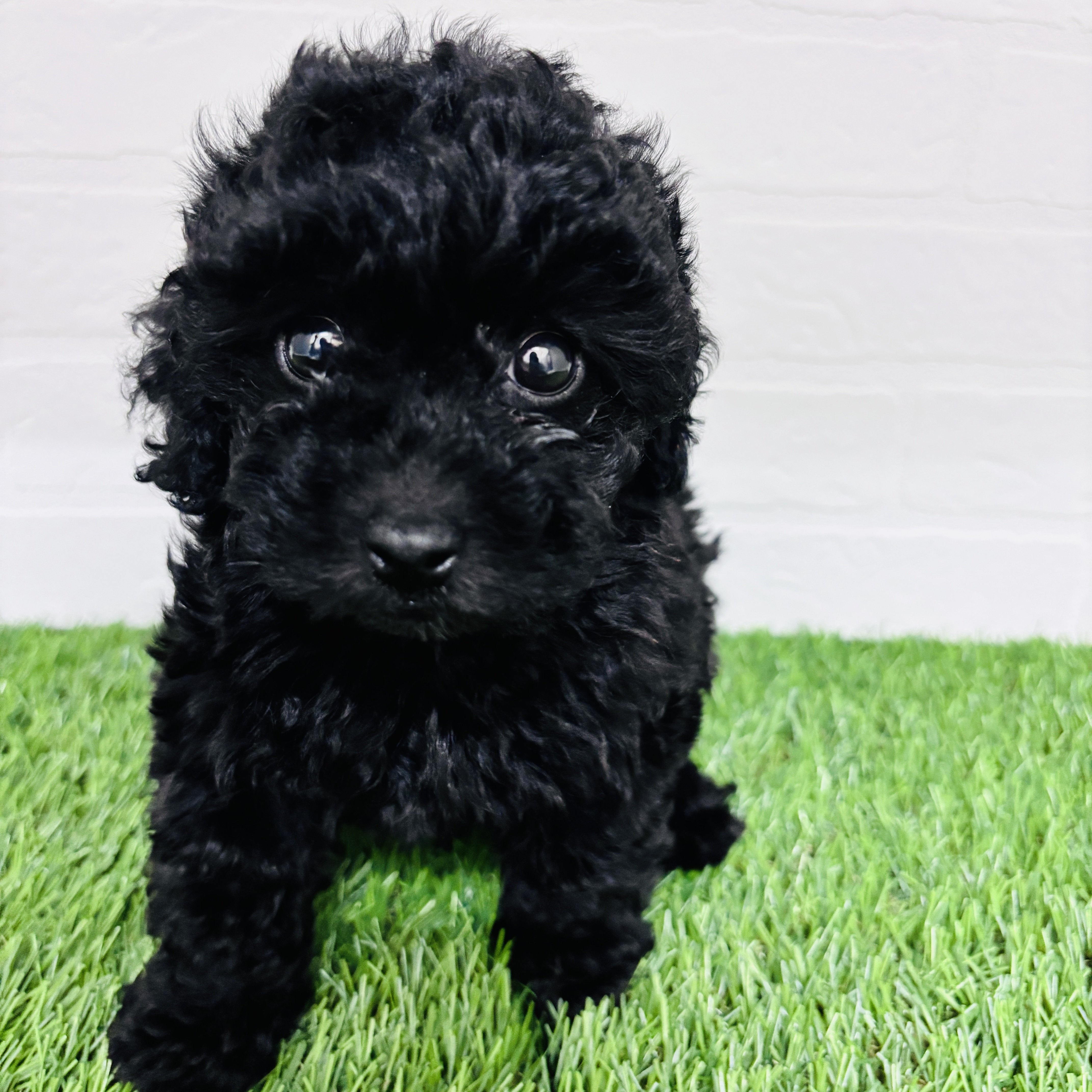 埼玉県のトイプードル(トイ) (ワンニャンハウス春日部店/2025年10月10日生まれ/女の子/ブラック)の子犬の3枚目の画像