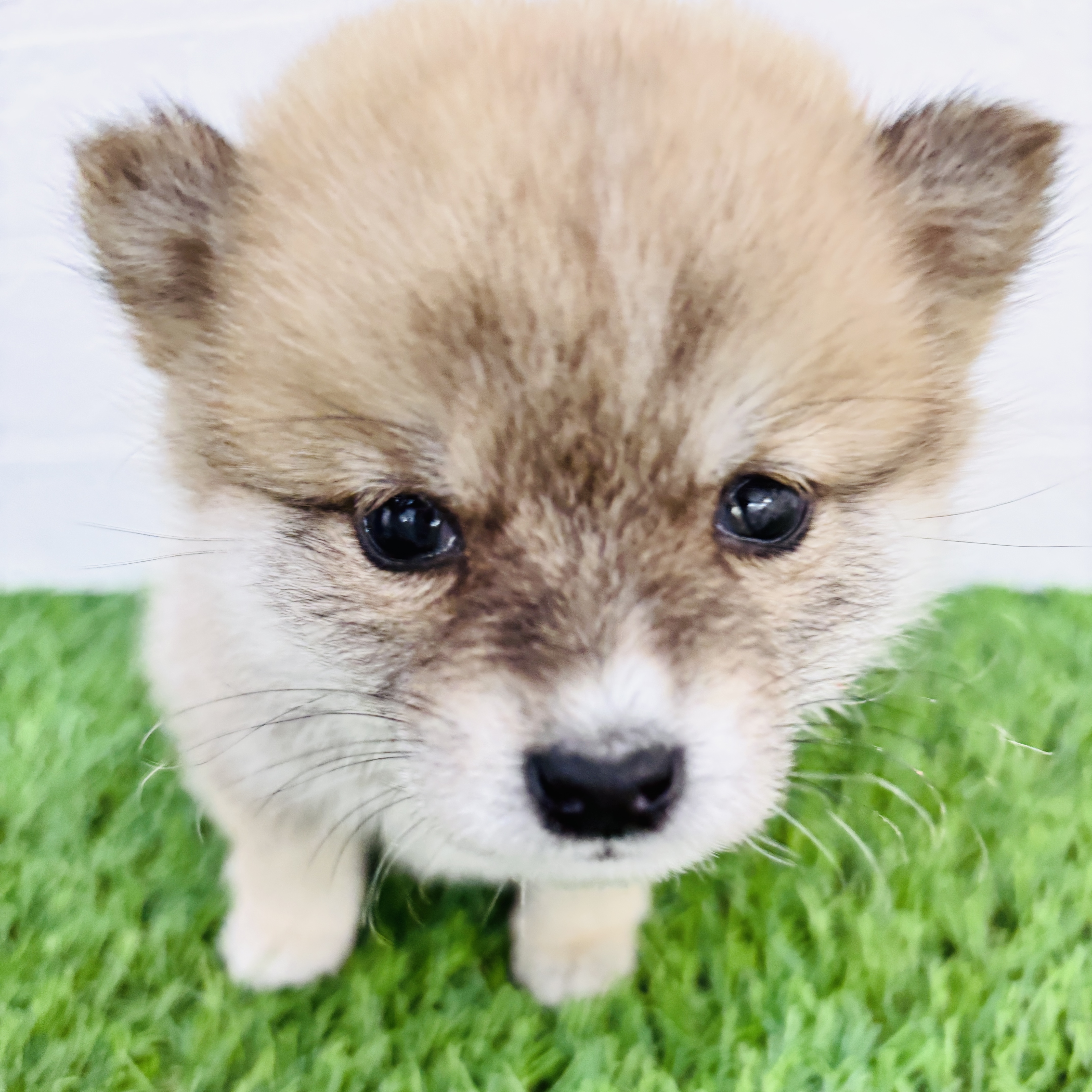 埼玉県の豆柴 (ワンニャンハウス春日部店/2025年11月2日生まれ/男の子/赤)の子犬