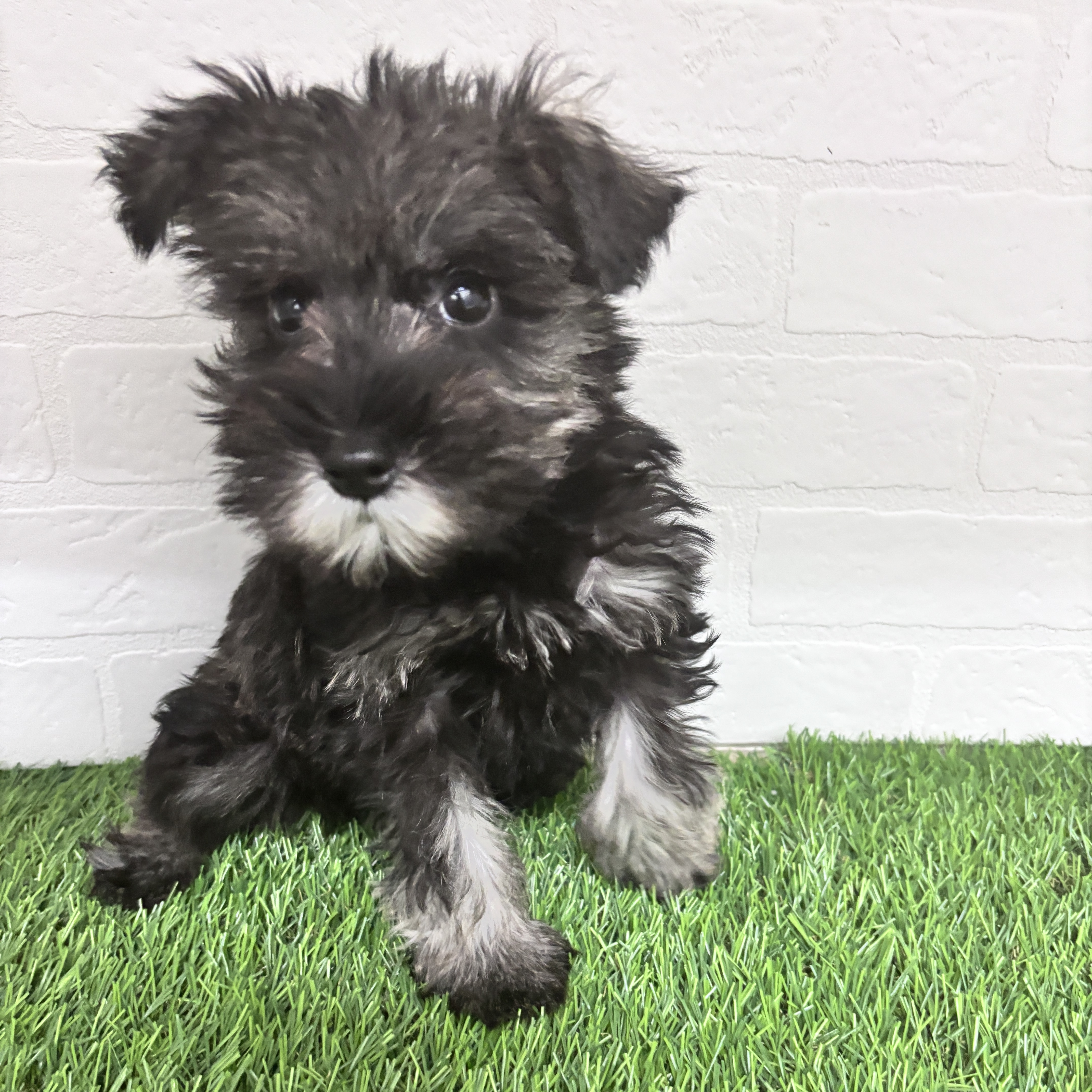 東京都のミニチュアシュナウザー (ワンニャンハウス豊島5丁目店/2025年10月12日生まれ/女の子/ソルトペッパー)の子犬の1枚目の画像