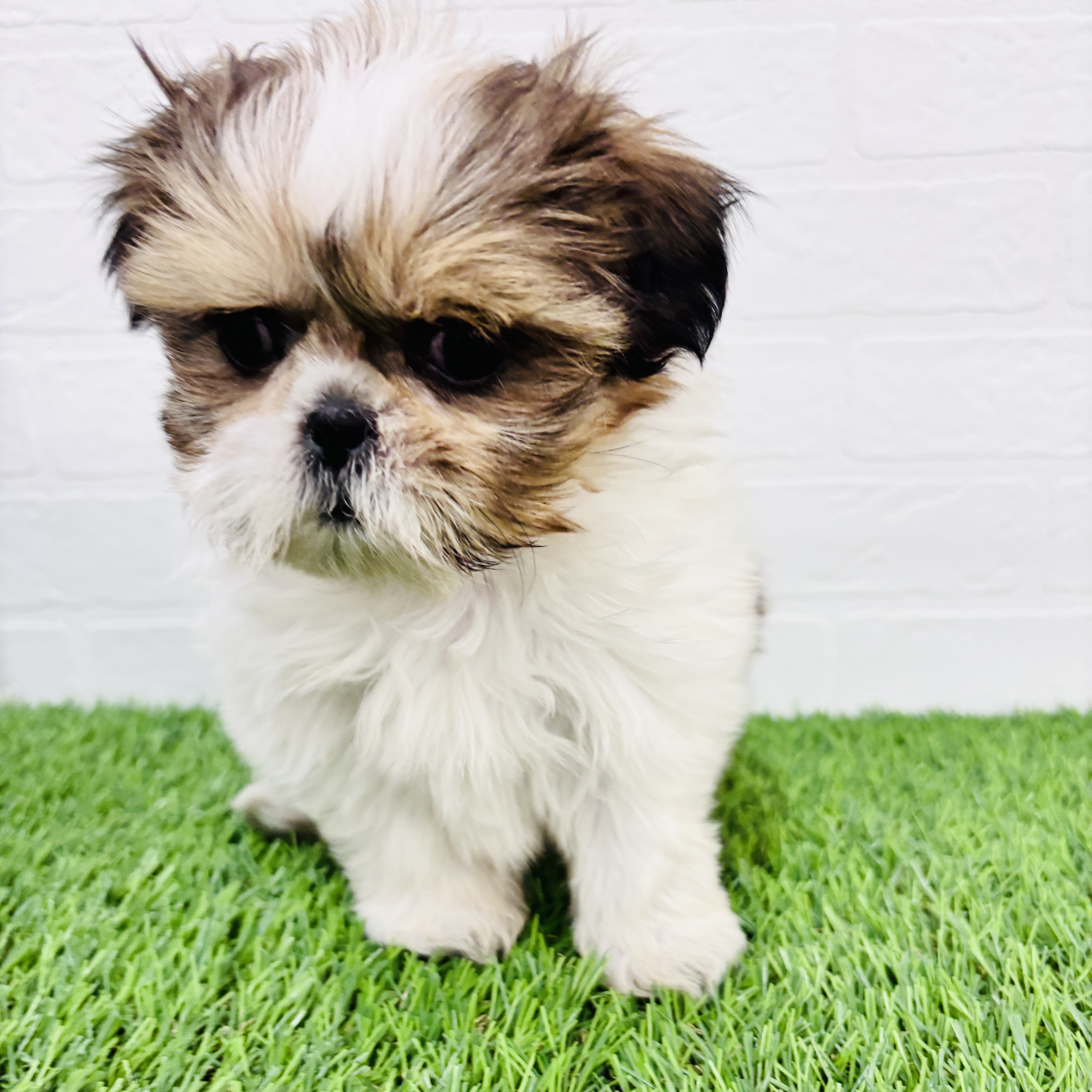 埼玉県のシーズー (ワンニャンハウス春日部店/2025年9月9日生まれ/女の子/ホワイトゴールド)の子犬の3枚目の画像