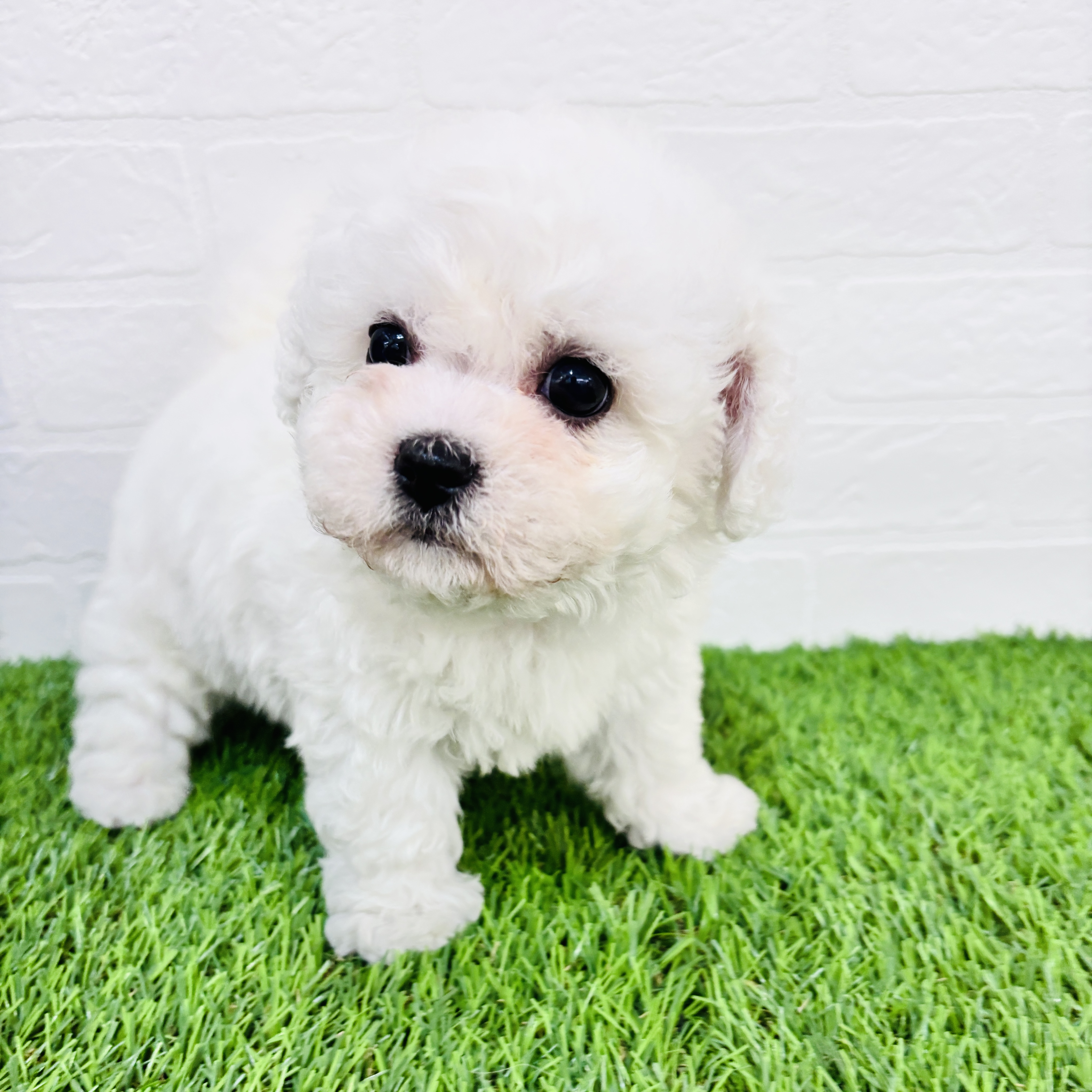 埼玉県のビションフリーゼ (ワンニャンハウス春日部店/2025年9月17日生まれ/男の子/ホワイト)の子犬の2枚目の画像