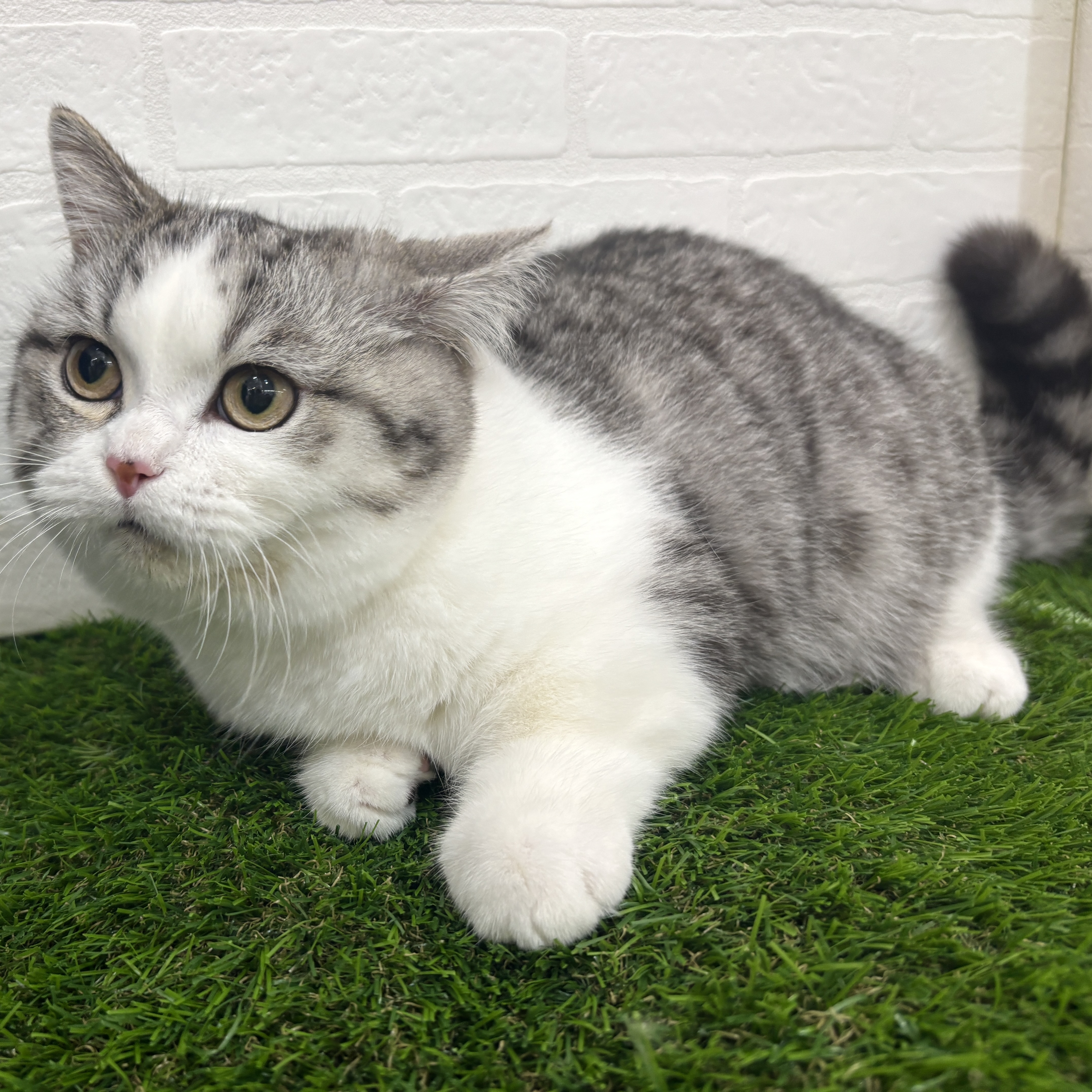 埼玉県のミヌエット (ワンニャンハウス春日部店/2025年11月2日生まれ/男の子/シルバータビーホワイト)の子猫の3枚目の画像