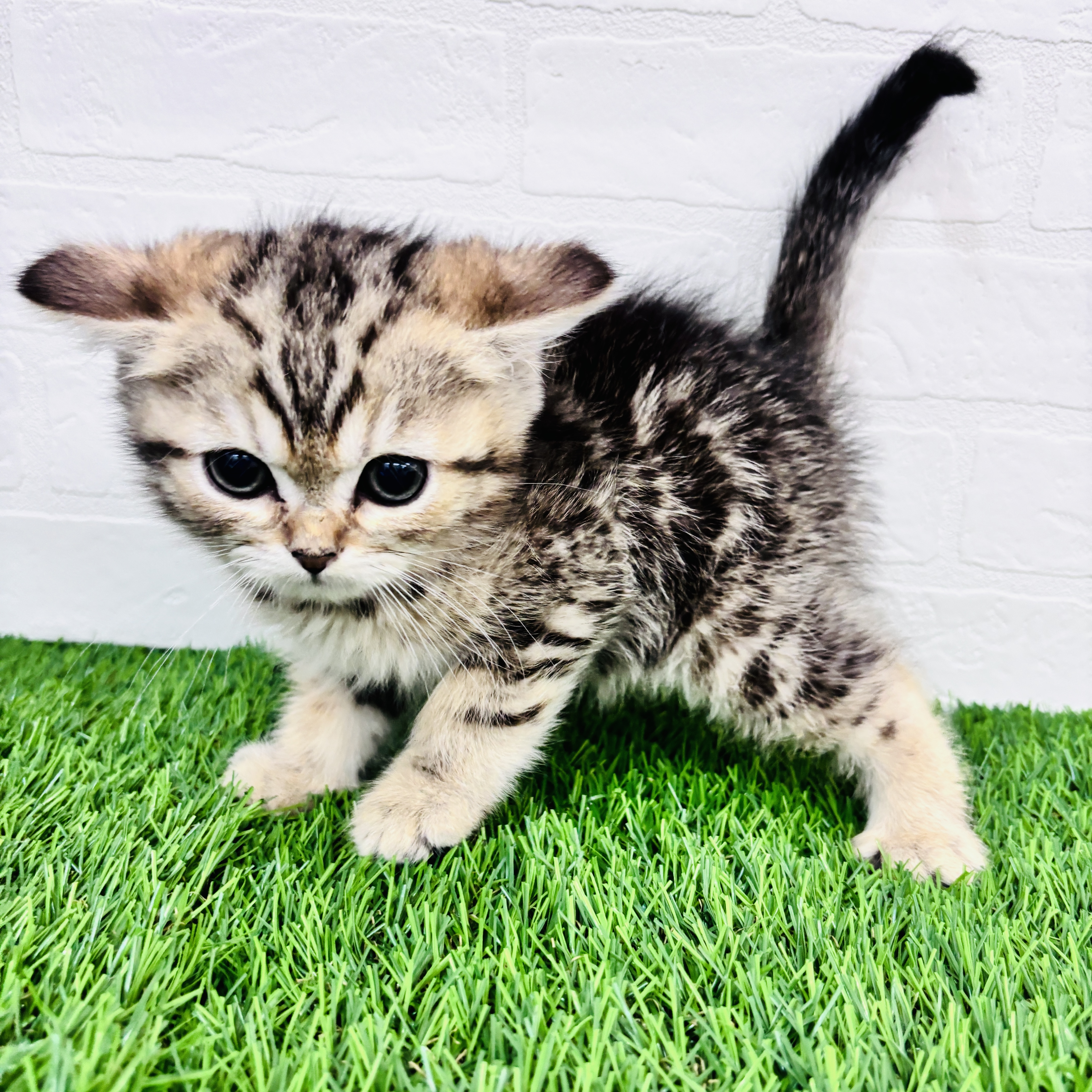 埼玉県のミヌエット (ワンニャンハウス春日部店/2025年10月30日生まれ/男の子/ブラウンタビー)の子猫の3枚目の画像