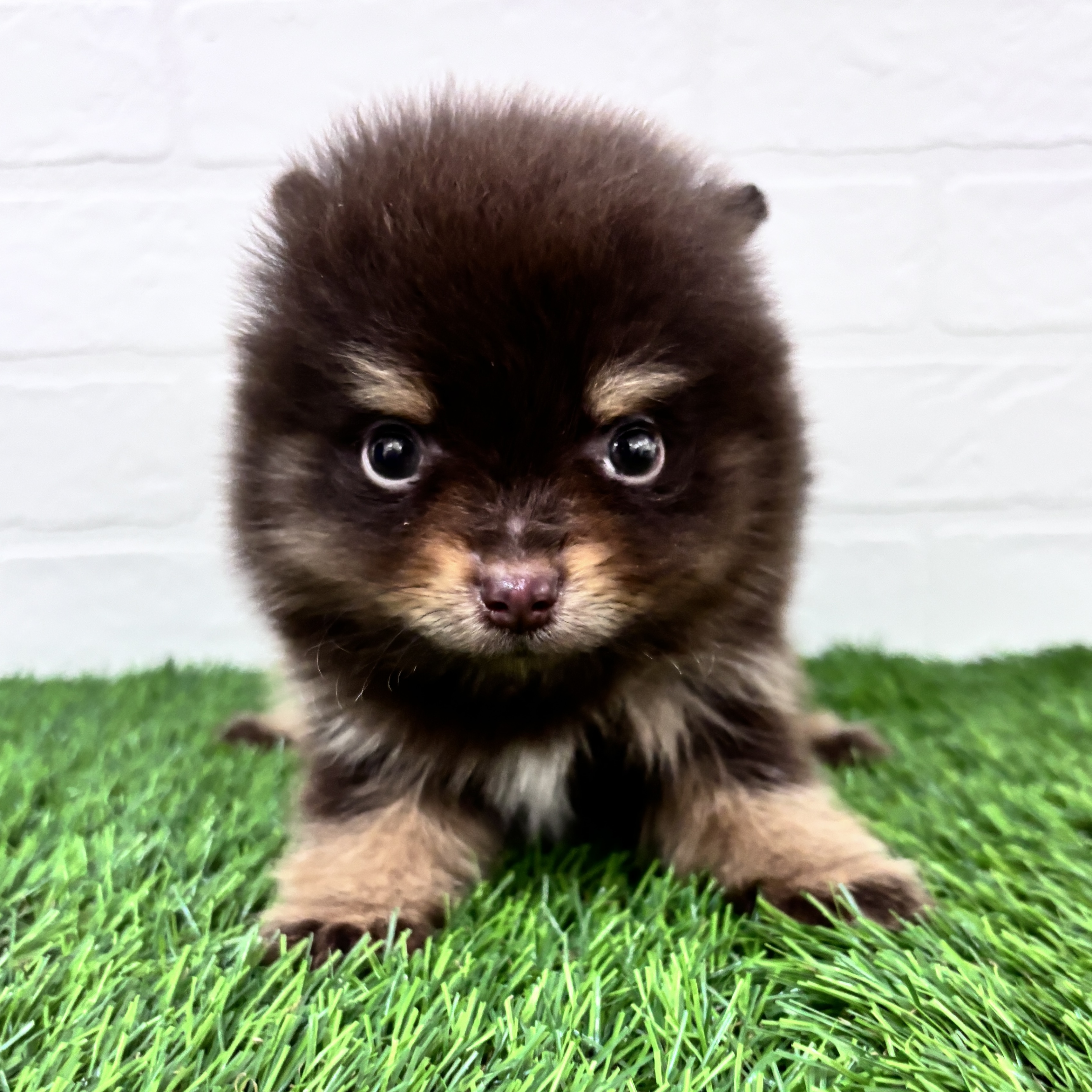 埼玉県のポメラニアン (ワンニャンハウス春日部店/2025年9月16日生まれ/男の子/チョコレートタンホワイト)の子犬の2枚目の画像