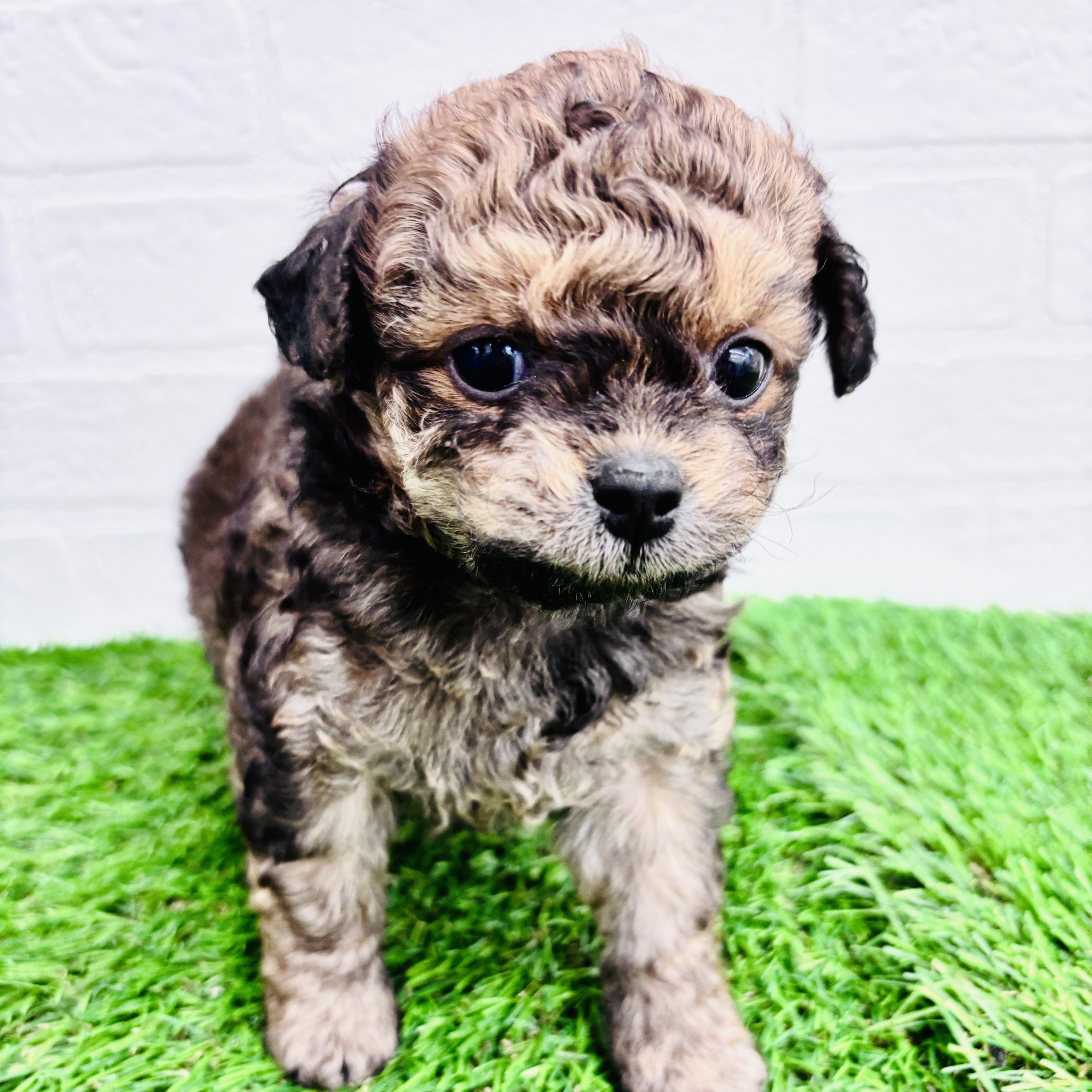 埼玉県のチワプー/プーチー(チワワ×プードル) (ワンニャンハウス春日部店/2025年9月8日生まれ/女の子/ブリンドル)の子犬の2枚目の画像