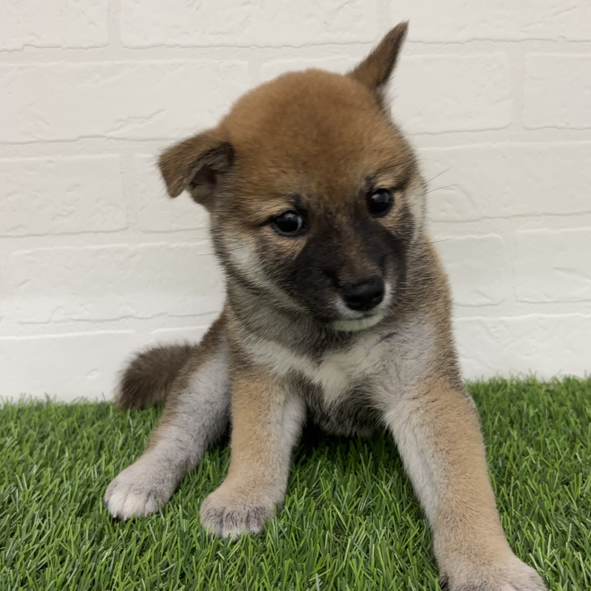 埼玉県の柴犬(標準サイズ) (ワンニャンハウス春日部店/2025年7月20日生まれ/女の子/赤)の子犬の3枚目の画像