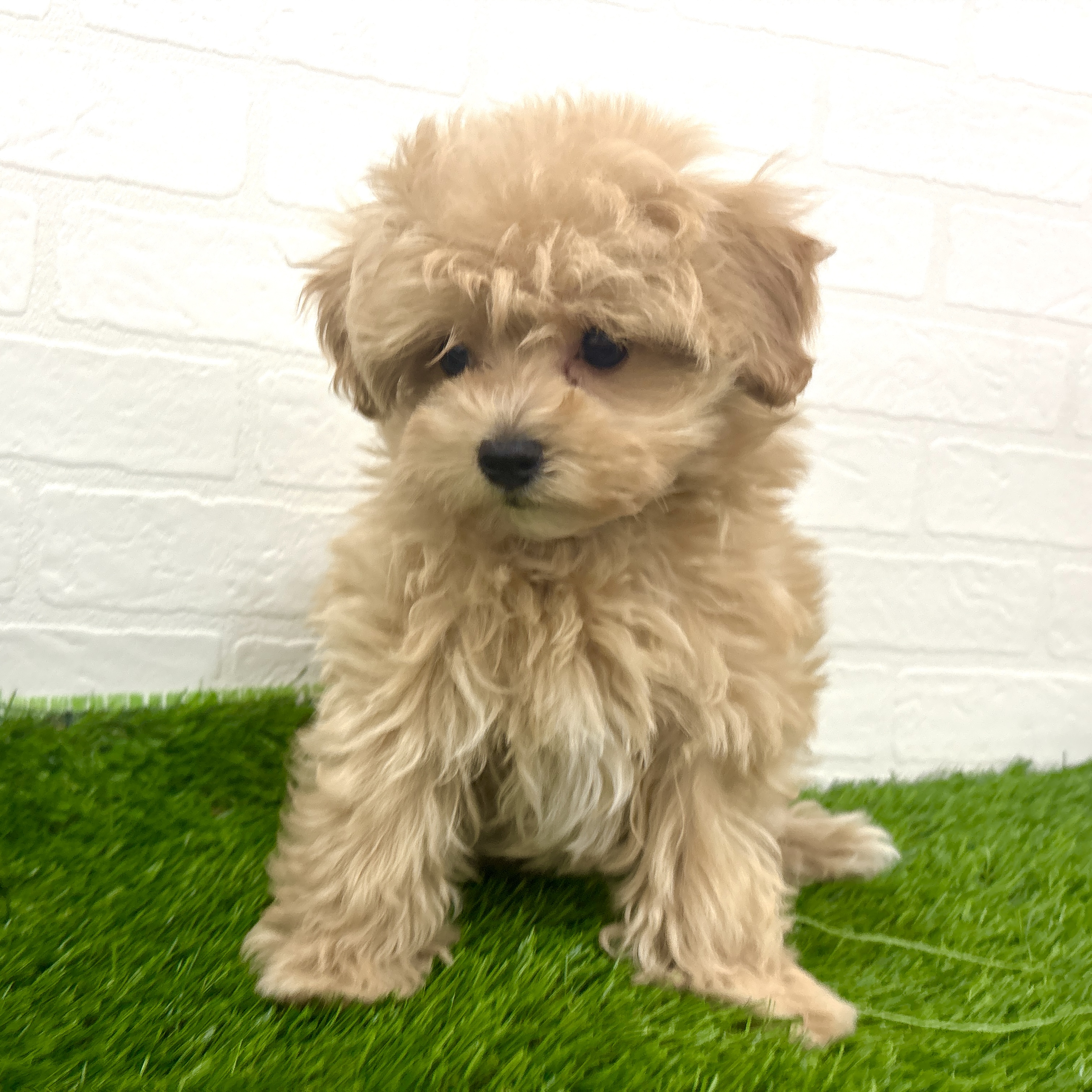 埼玉県のマルプー(マルチーズ×プードル) (ワンニャンハウス春日部店/2025年12月13日生まれ/女の子/クリーム)の子犬の2枚目の画像