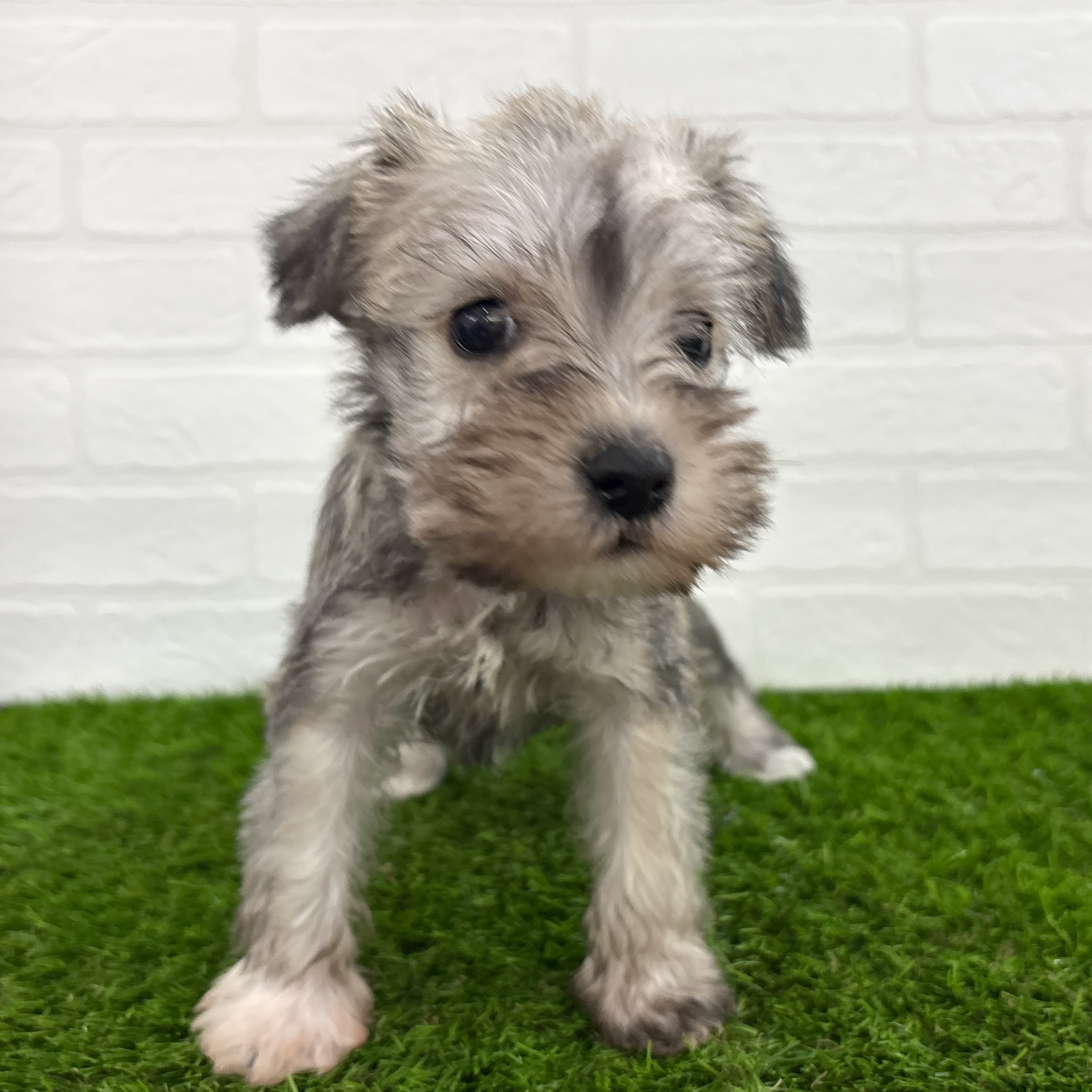 埼玉県のミニチュアシュナウザー (ワンニャンハウス春日部店/2025年9月21日生まれ/女の子/ウィートン&ペッパー)の子犬の1枚目の画像