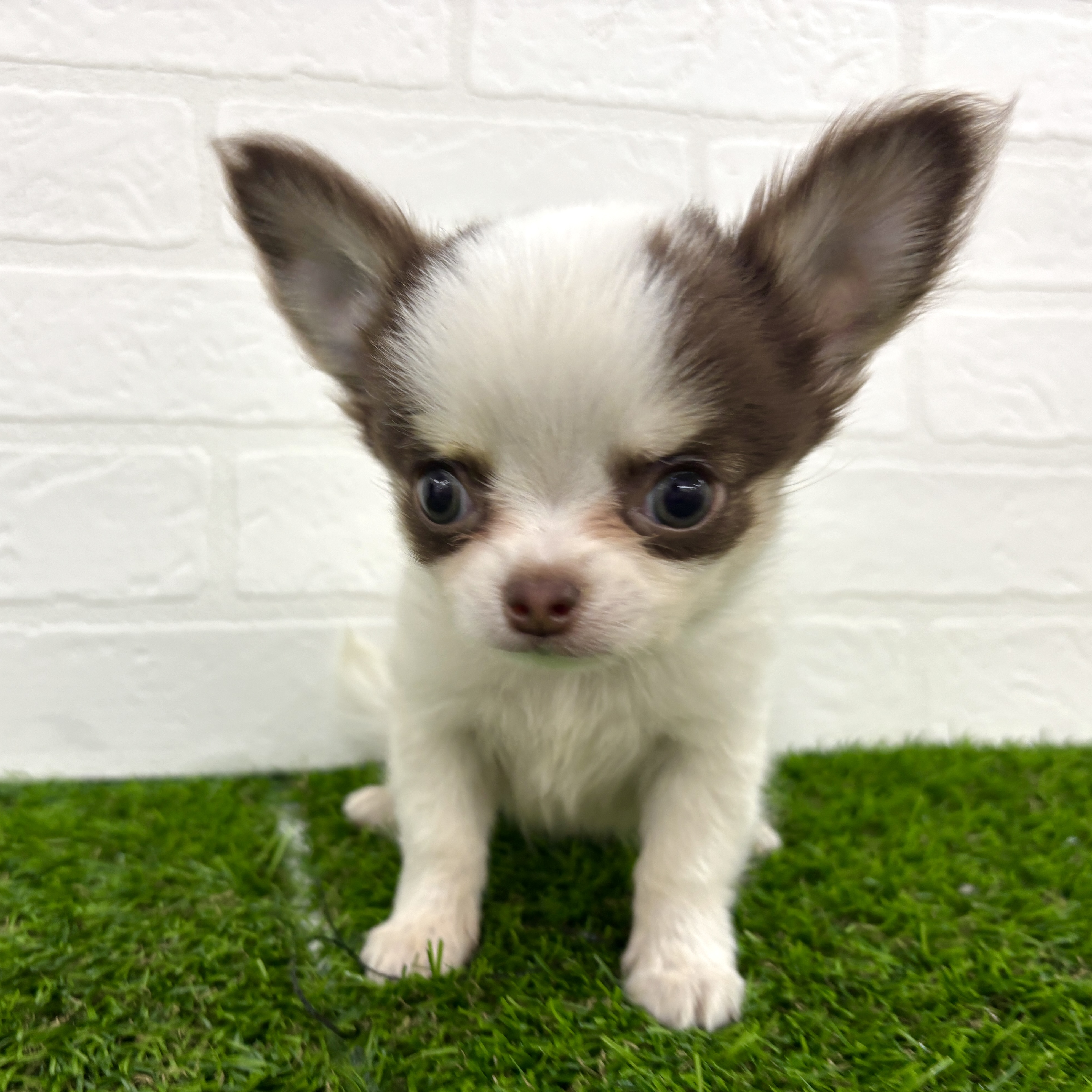 埼玉県のチワワ(ロング) (ワンニャンハウス春日部店/2025年9月22日生まれ/男の子/ホワイト& チョコレート)の子犬の1枚目の画像