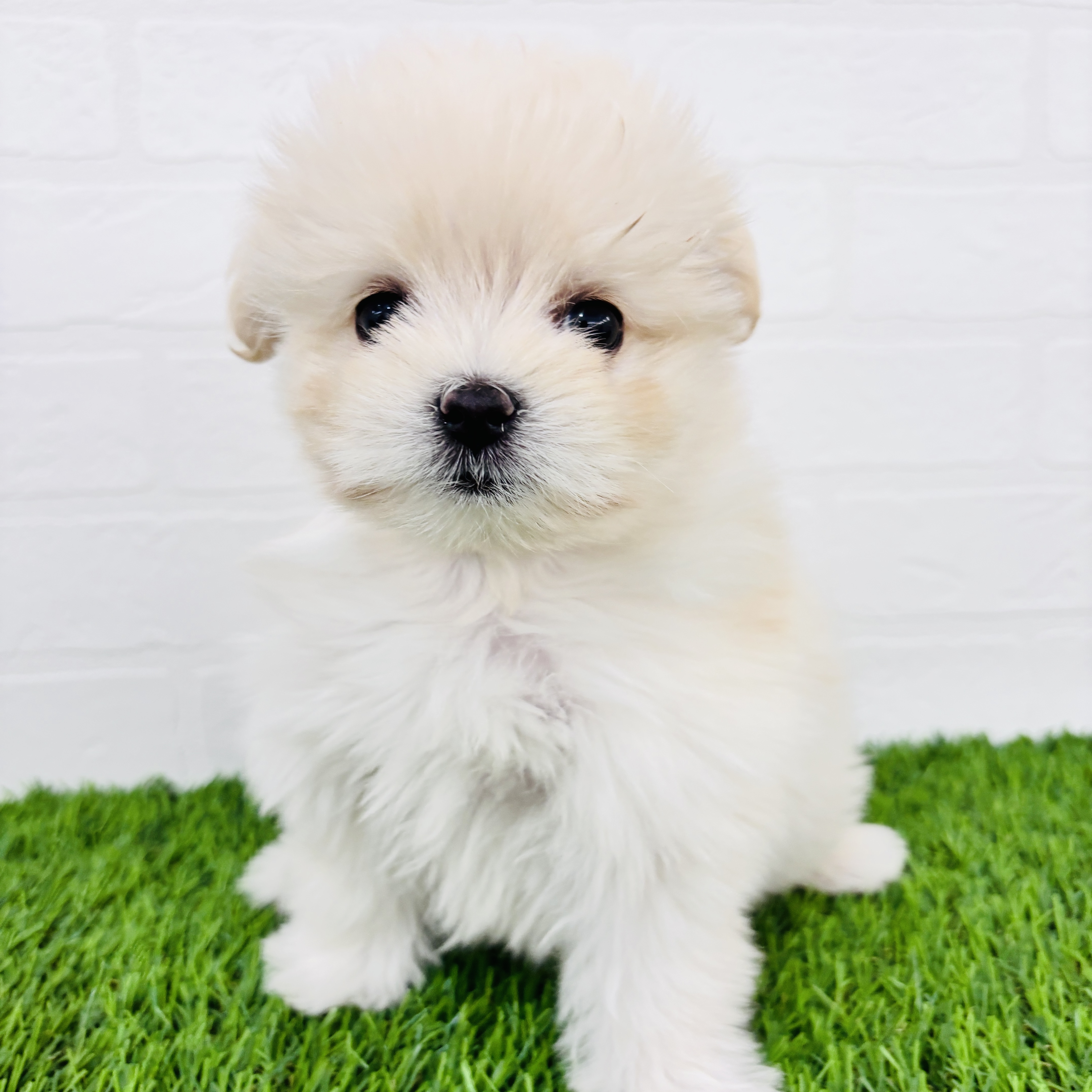 埼玉県のポメマル/マルポメ(ポメラニアン×マルチーズ) (ワンニャンハウス春日部店/2025年10月7日生まれ/女の子/クリーム)の子犬の1枚目の画像