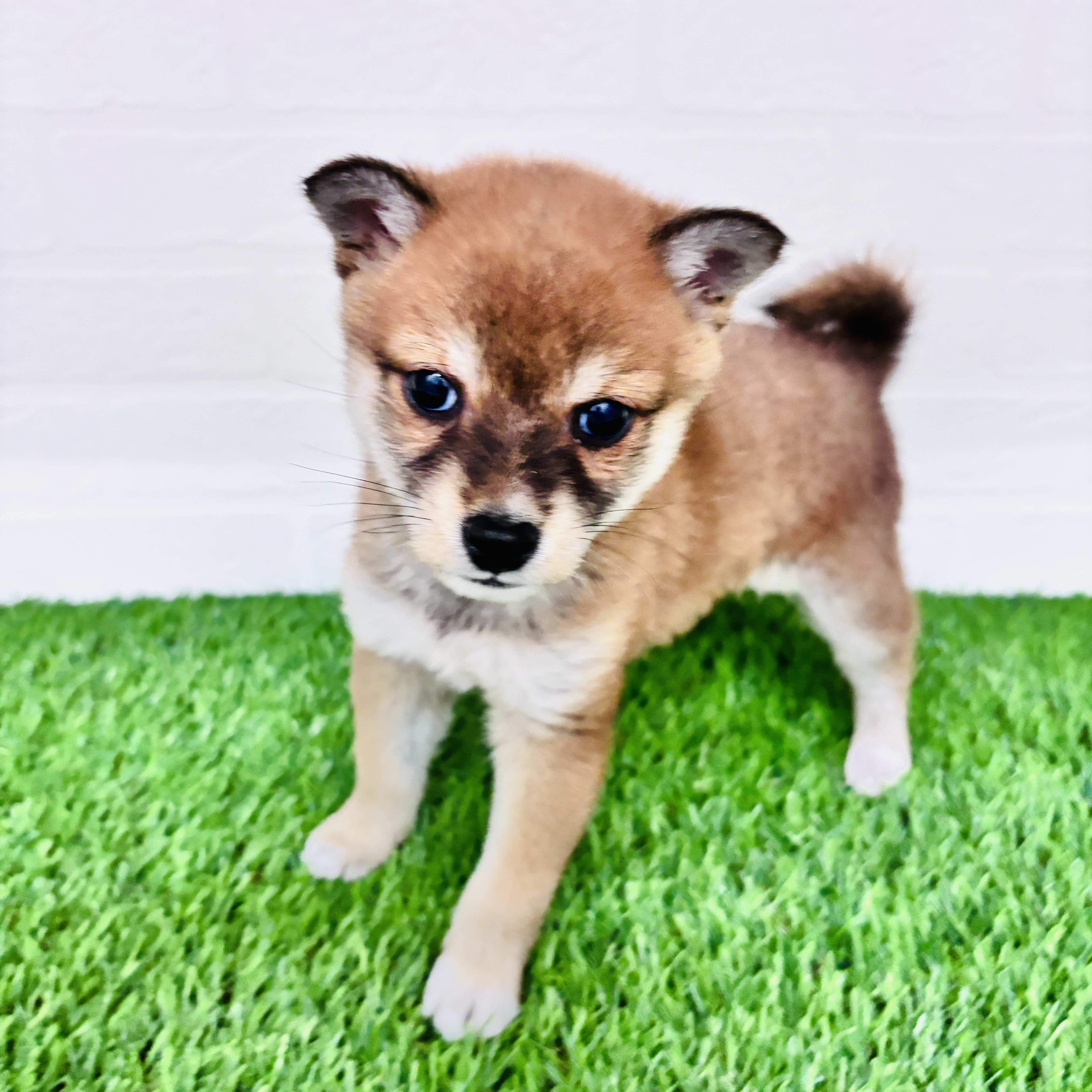 埼玉県の柴犬(標準サイズ) (ワンニャンハウス春日部店/2025年10月10日生まれ/女の子/赤)の子犬の2枚目の画像