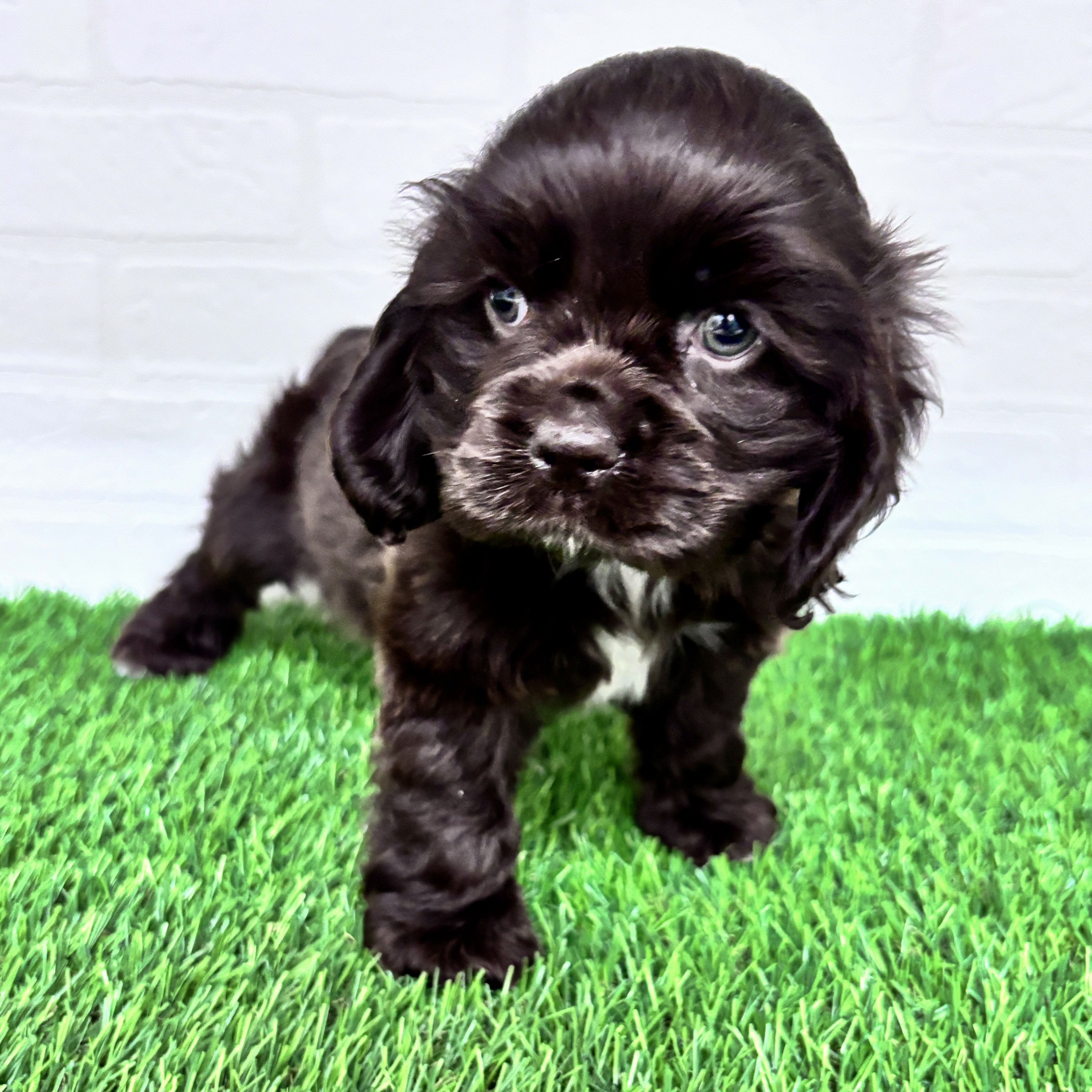 埼玉県のアメリカンコッカースパニエル (ワンニャンハウス春日部店/2025年10月18日生まれ/女の子/チョコレートホワイト)の子犬の2枚目の画像