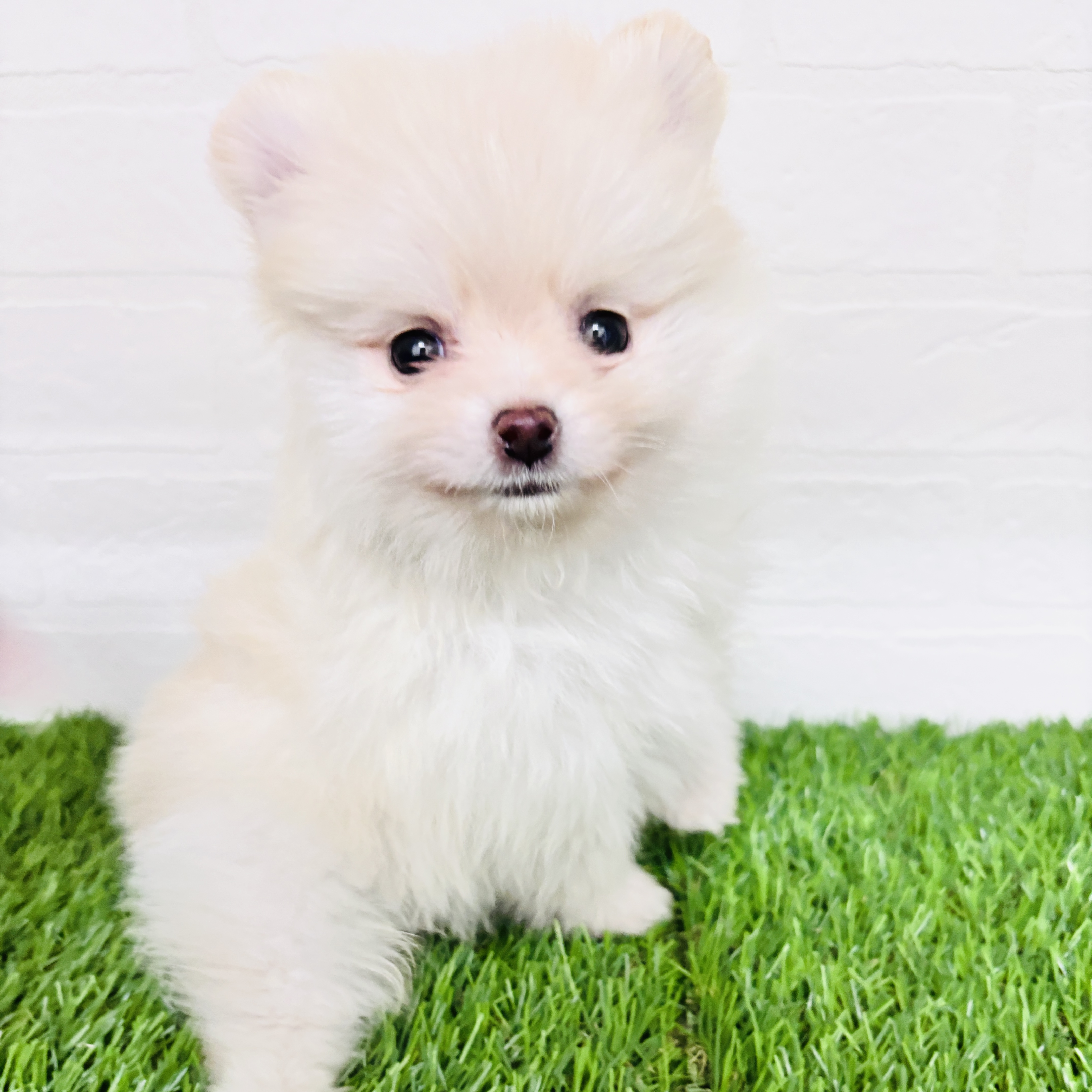 埼玉県のポメラニアン (ワンニャンハウス春日部店/2025年10月23日生まれ/男の子/クリーム)の子犬の1枚目の画像
