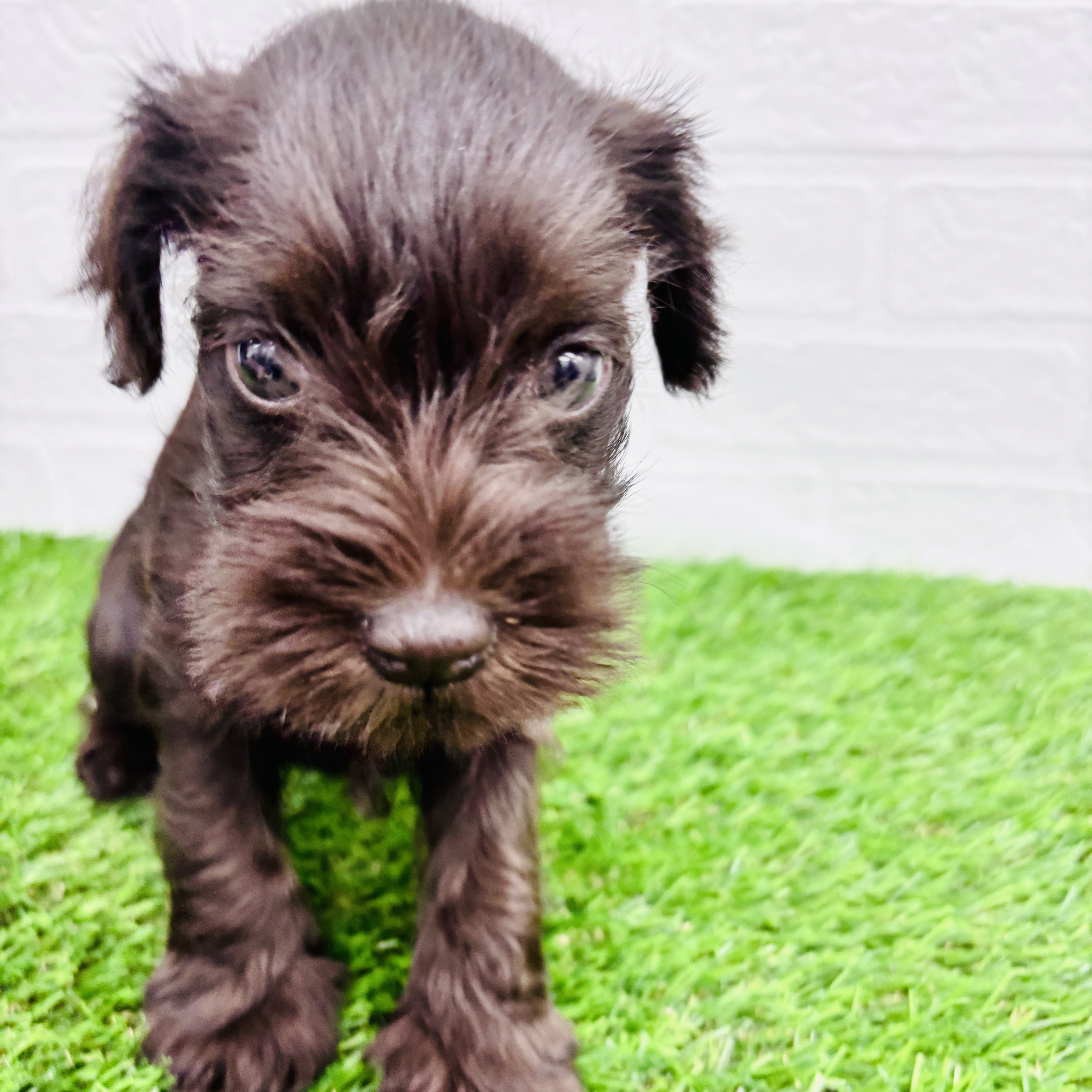 埼玉県のミニチュアシュナウザー (ワンニャンハウス春日部店/2025年9月2日生まれ/女の子/レバー)の子犬の3枚目の画像