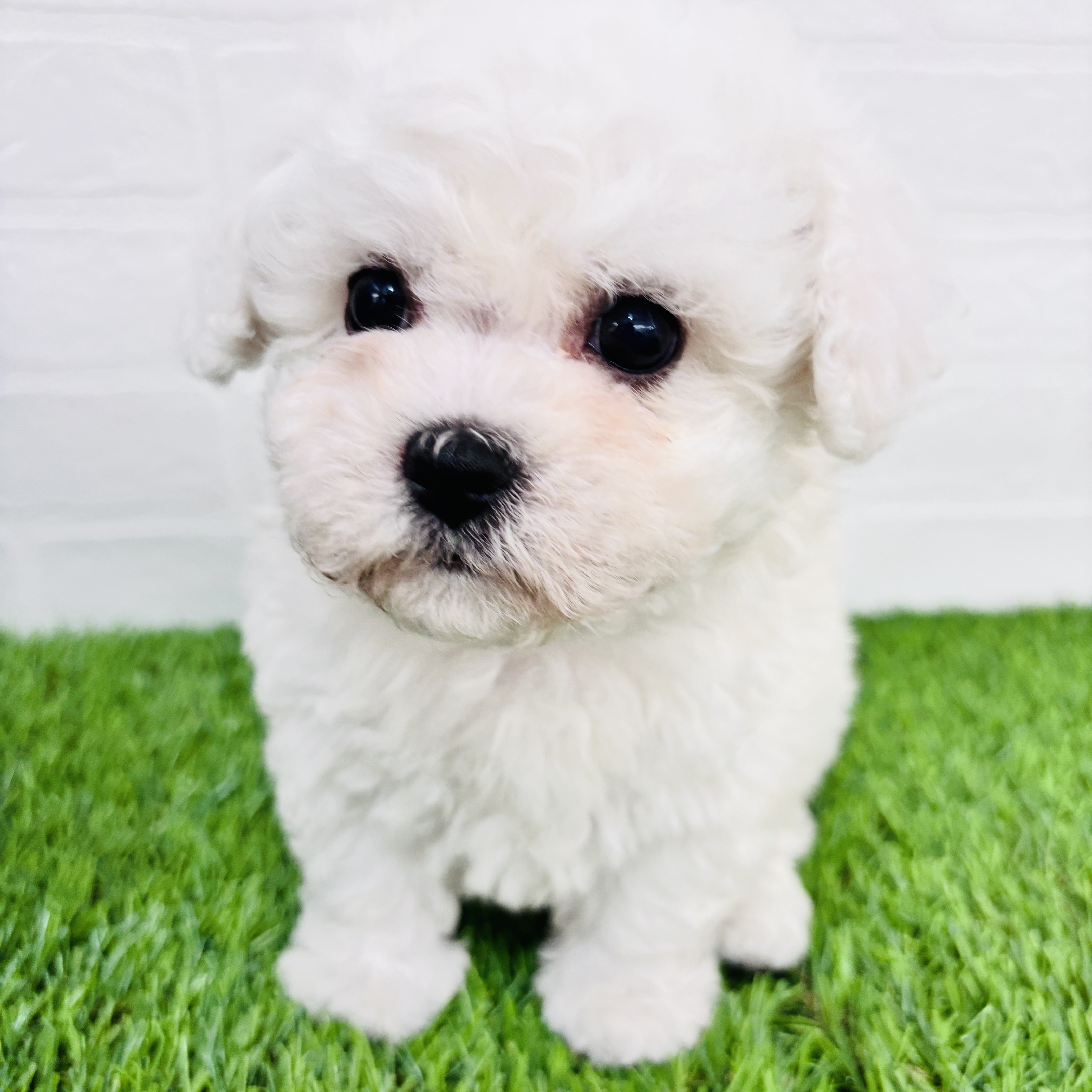 埼玉県のビションフリーゼ (ワンニャンハウス春日部店/2025年9月17日生まれ/男の子/ホワイト)の子犬の3枚目の画像