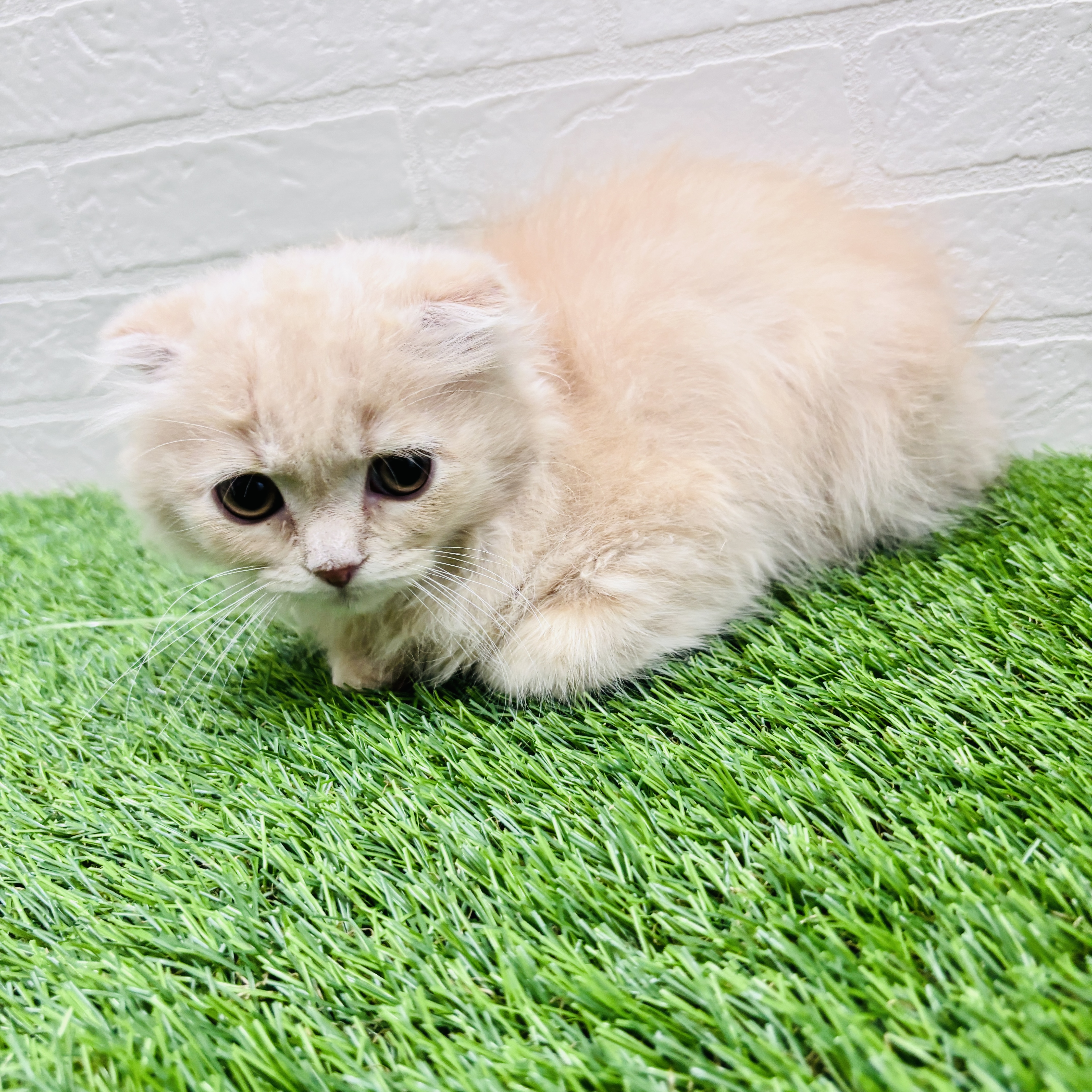 埼玉県のスコティッシュフォールド (ワンニャンハウス春日部店/2025年12月11日生まれ/男の子/クリームタビー)の子猫の3枚目の画像