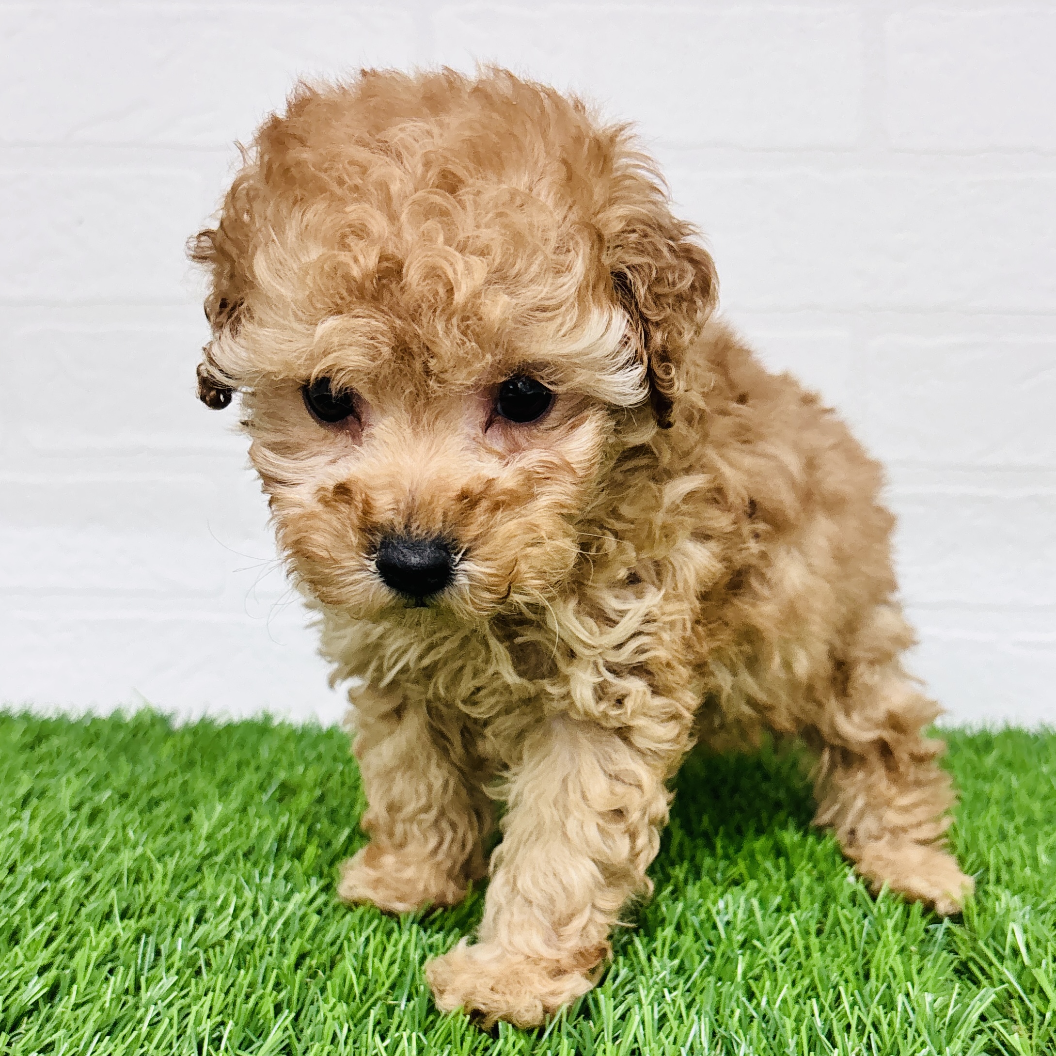 埼玉県のトイプードル(トイ) (ワンニャンハウス春日部店/2025年11月17日生まれ/女の子/アプリコット)の子犬の3枚目の画像