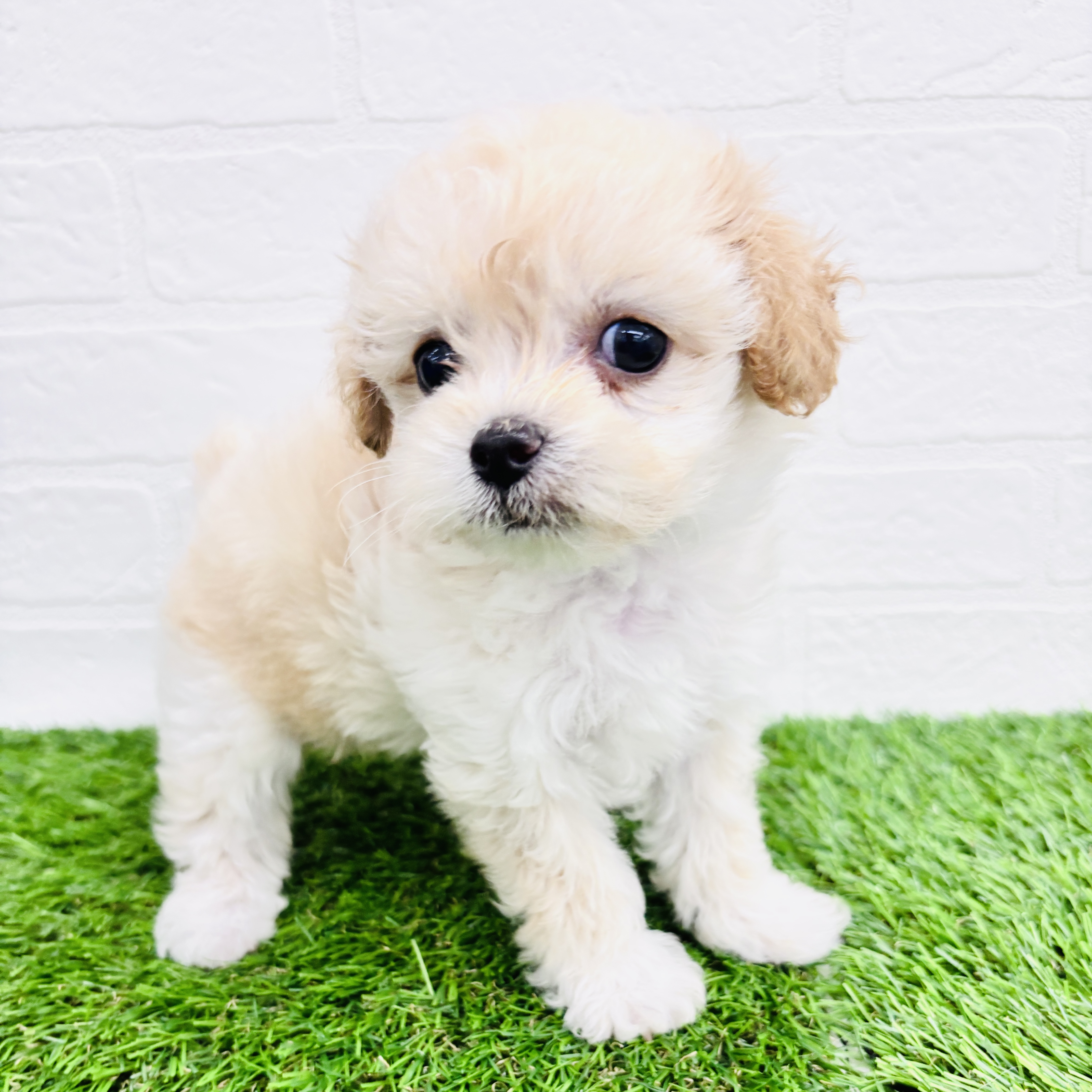 埼玉県のチワプー/プーチー(チワワ×プードル) (ワンニャンハウス春日部店/2025年9月6日生まれ/女の子/アプリコット)の子犬の2枚目の画像