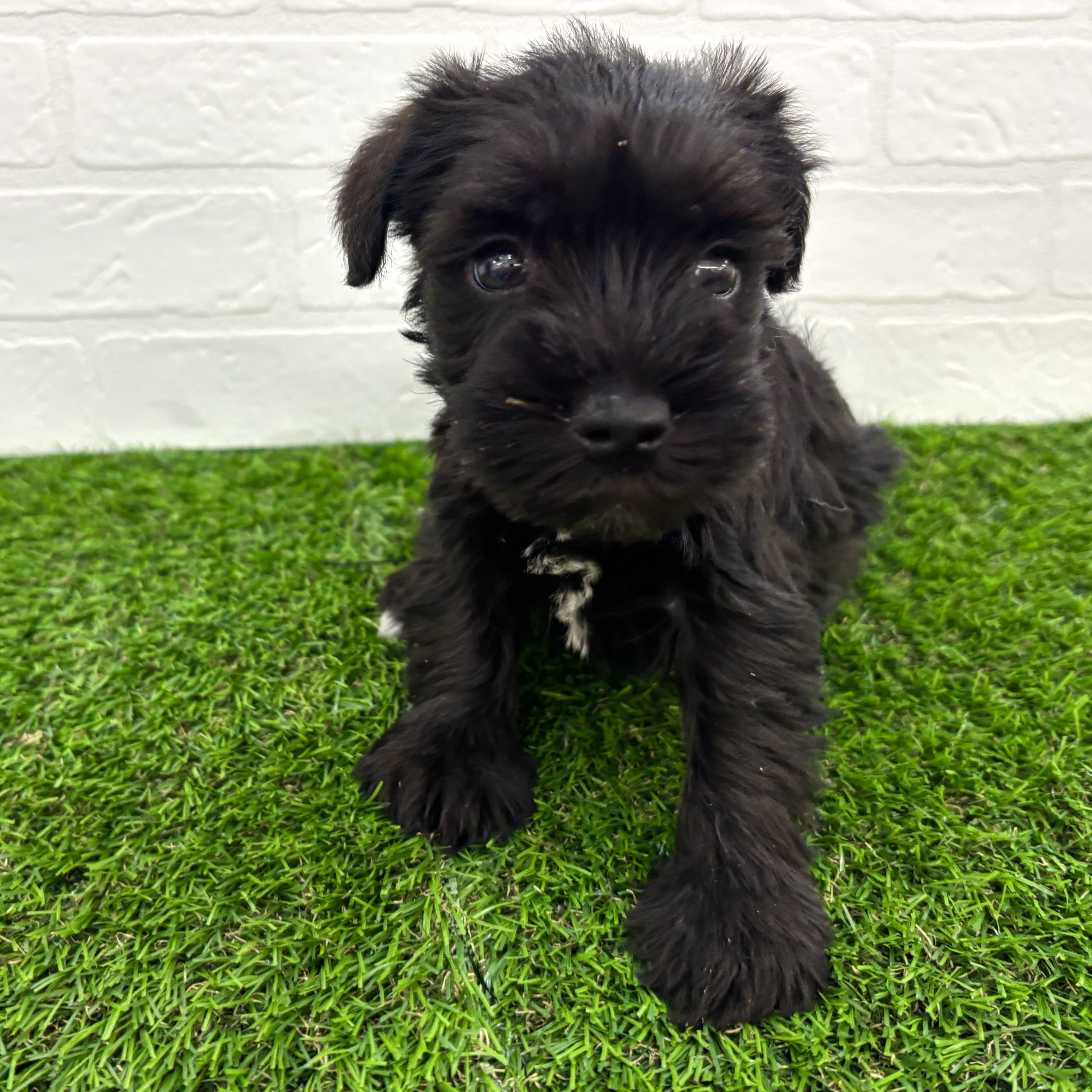 埼玉県のミニチュアシュナウザー (ワンニャンハウス春日部店/2025年9月23日生まれ/女の子/ブラックホワイト)の子犬の2枚目の画像