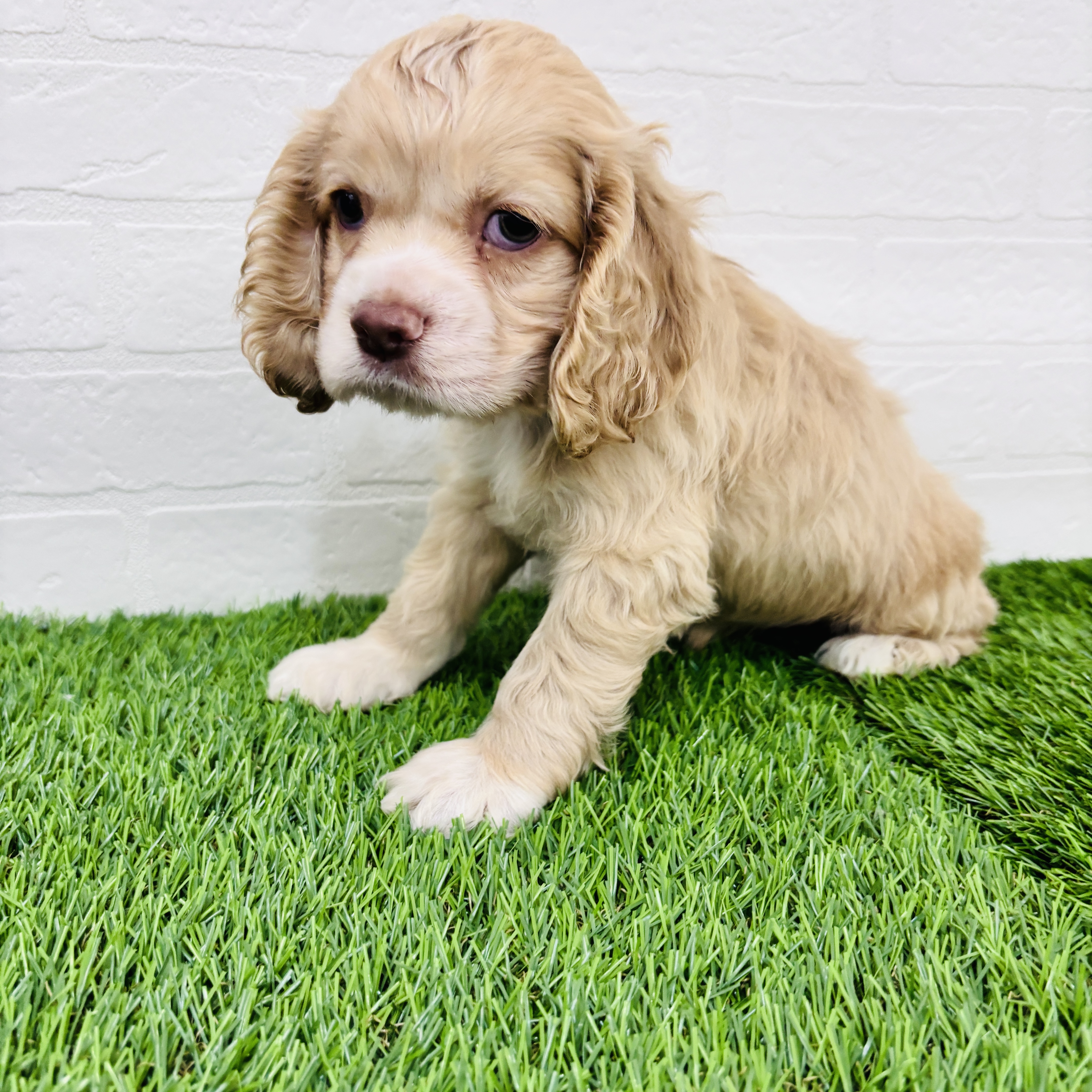 埼玉県のアメリカンコッカースパニエル (ワンニャンハウス春日部店/2025年9月13日生まれ/女の子/バフ&ホワイト)の子犬の2枚目の画像