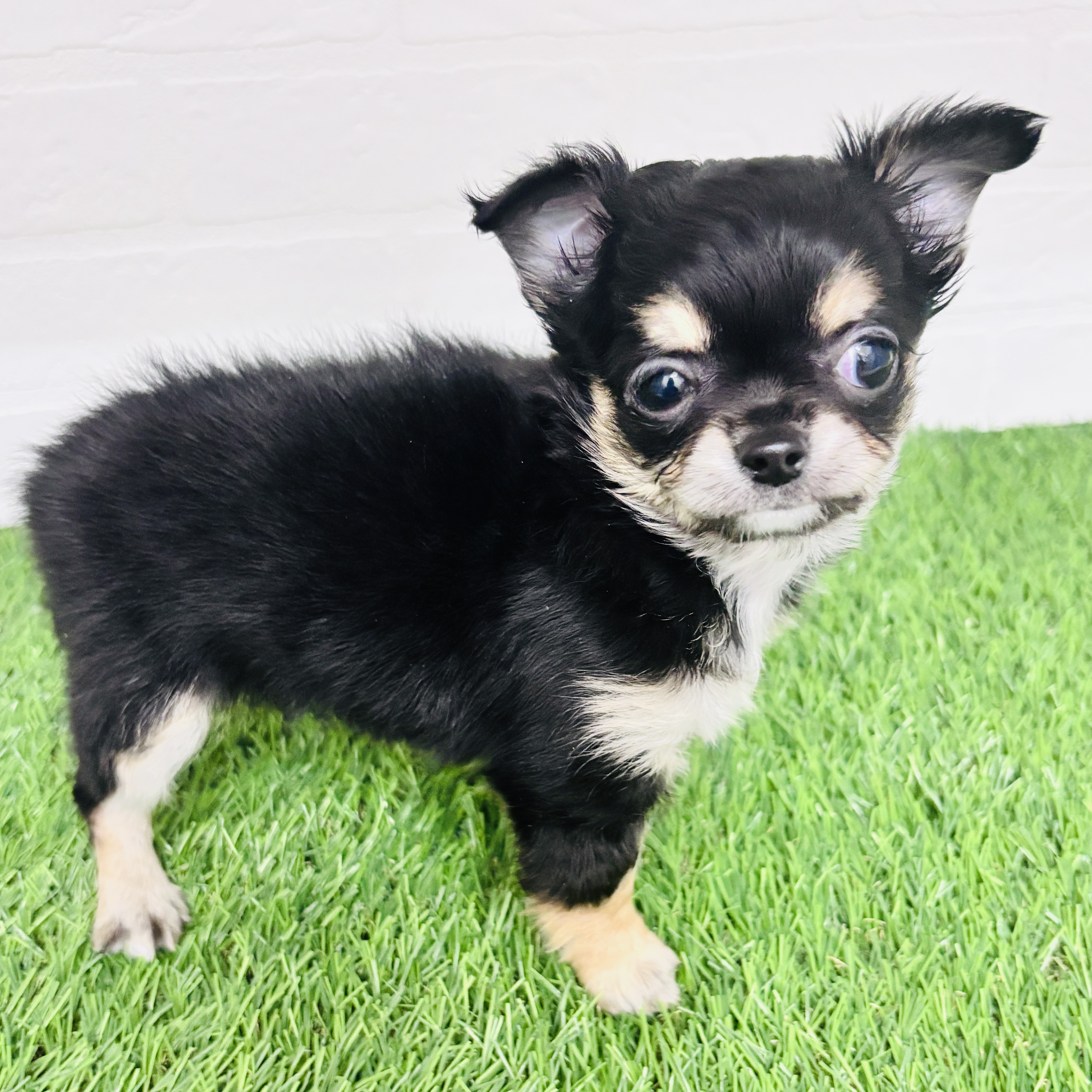 神奈川県のチワワ(ロング) (ワンニャンハウス相模原店/2025年12月6日生まれ/女の子/ブラッククリーム)の子犬の3枚目の画像