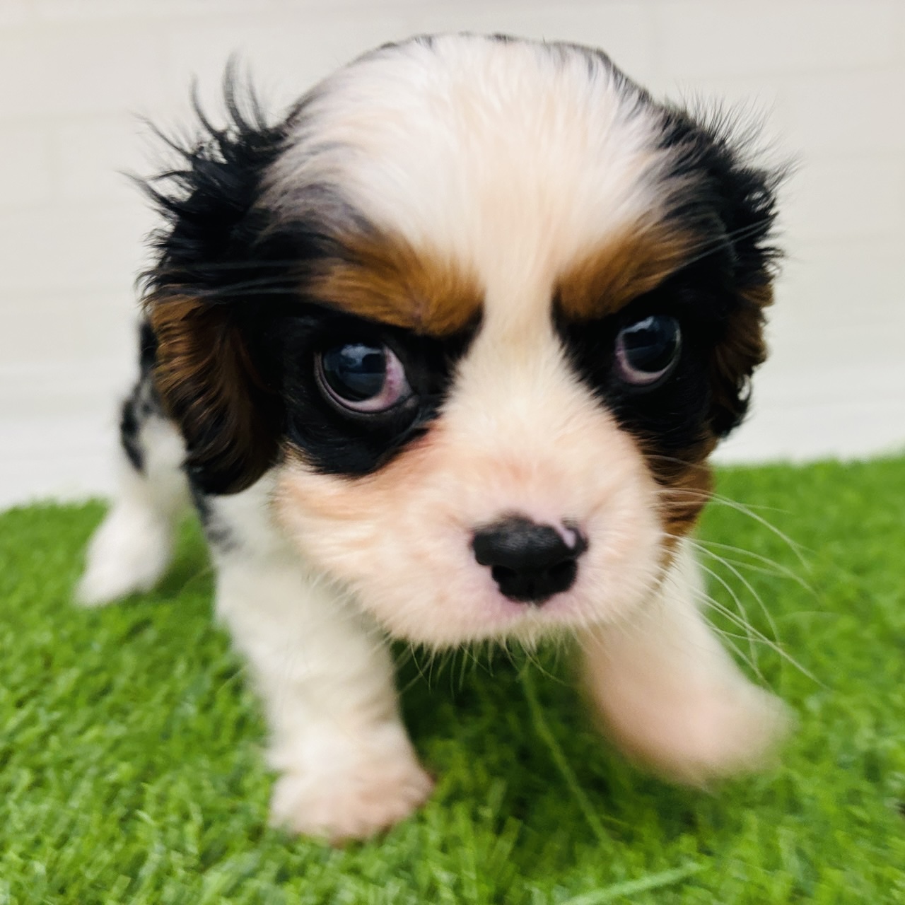埼玉県のキャバリアキングチャールズスパニエル (ワンニャンハウス春日部店/2025年10月25日生まれ/男の子/トライカラー)の子犬の1枚目の画像
