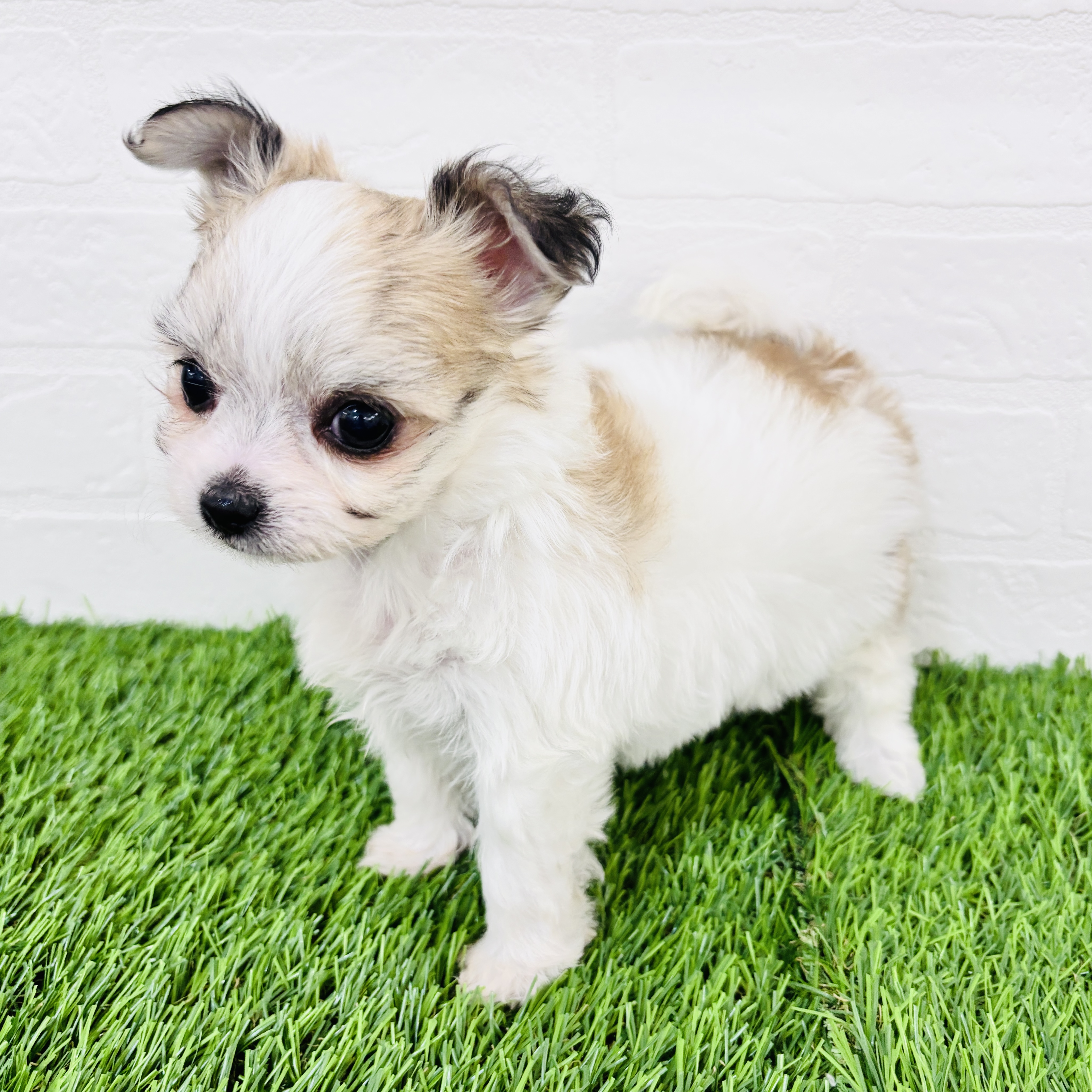 埼玉県のチワマル/マルチワ(チワワ×マルチーズ) (ワンニャンハウス春日部店/2025年11月10日生まれ/男の子/パーティーカラー)の子犬の2枚目の画像