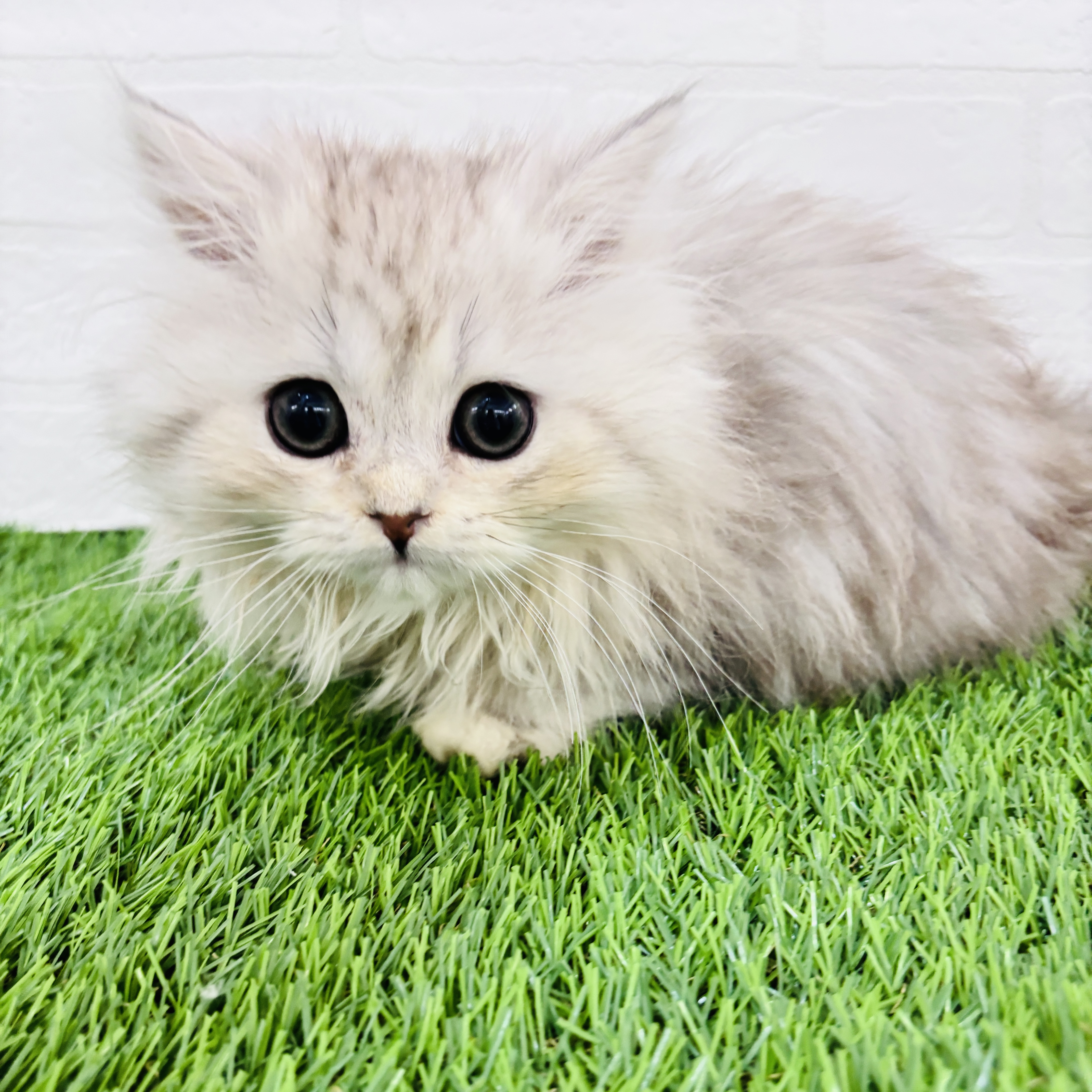 埼玉県のペルシャ (ワンニャンハウス春日部店/2025年11月1日生まれ/男の子/チンチラシルバー)の子猫の1枚目の画像