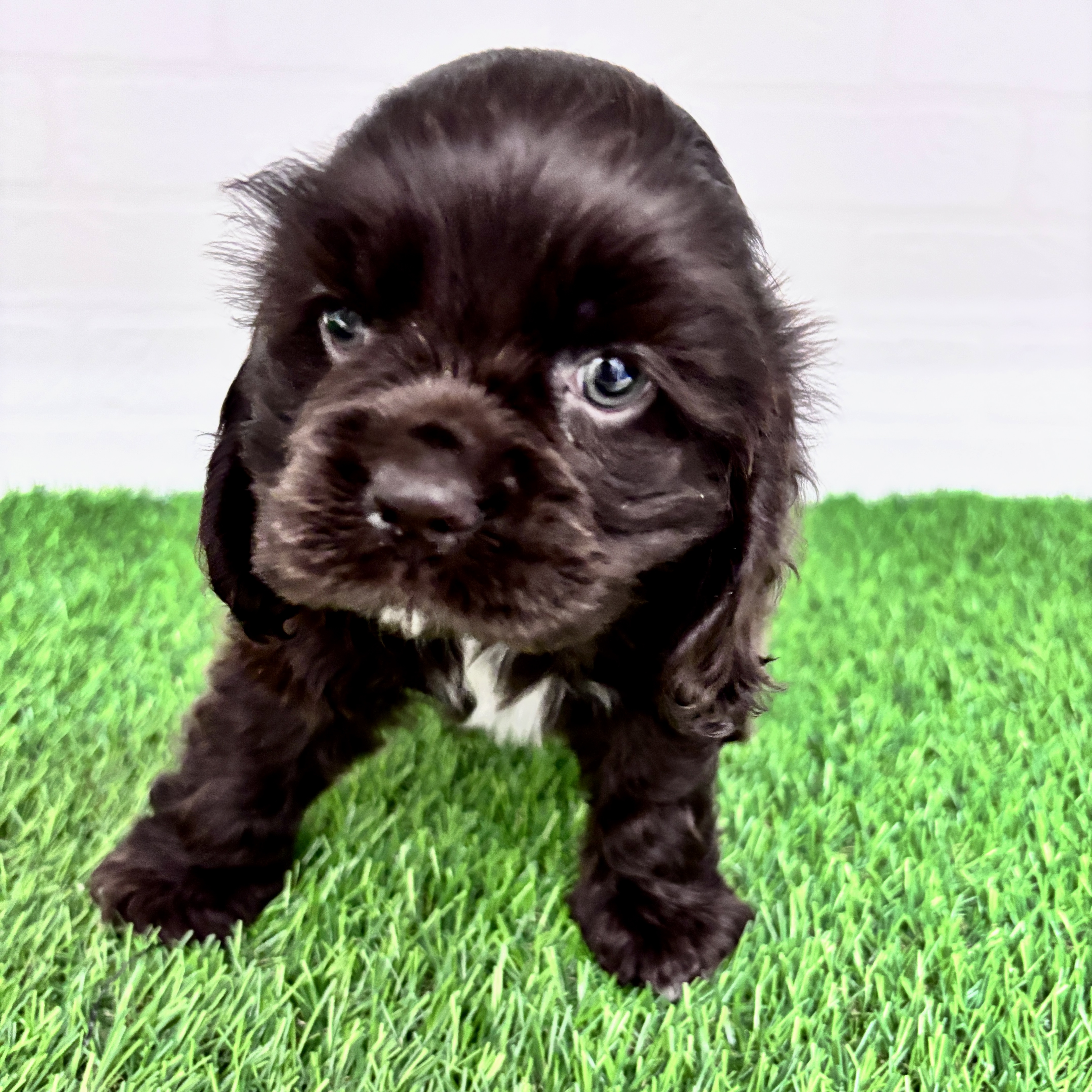 埼玉県のアメリカンコッカースパニエル (ワンニャンハウス春日部店/2025年10月18日生まれ/女の子/チョコレートホワイト)の子犬の3枚目の画像