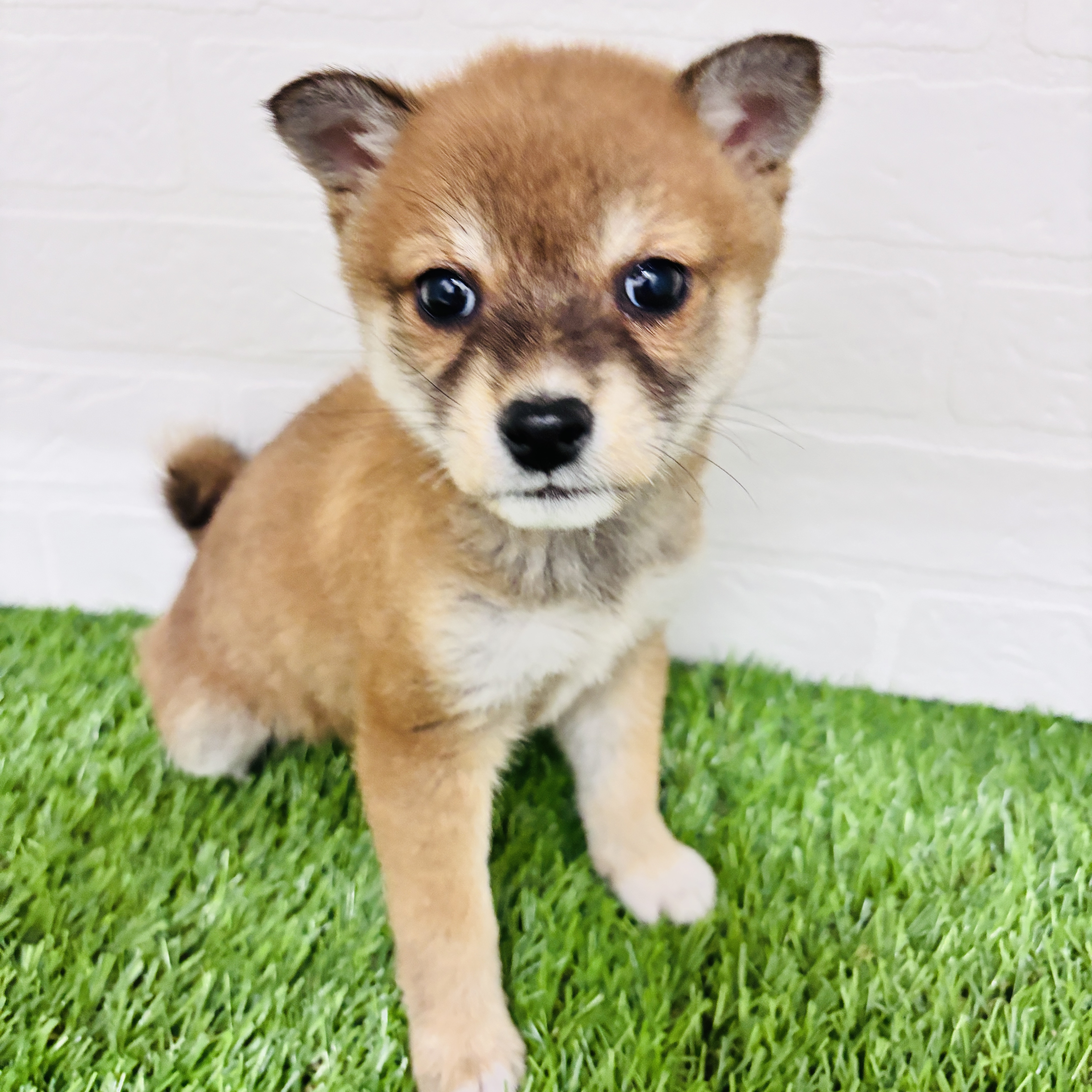 埼玉県の柴犬(標準サイズ) (ワンニャンハウス春日部店/2025年10月10日生まれ/女の子/赤)の子犬の3枚目の画像