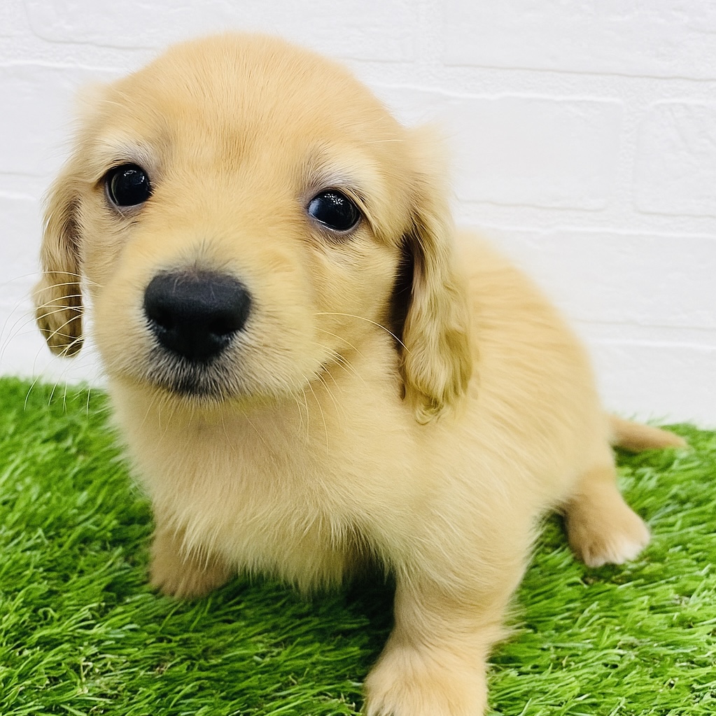 埼玉県のミニチュアダックスフンド(ロング) (ワンニャンハウス春日部店/2025年9月4日生まれ/女の子/ゴールド)の子犬の1枚目の画像